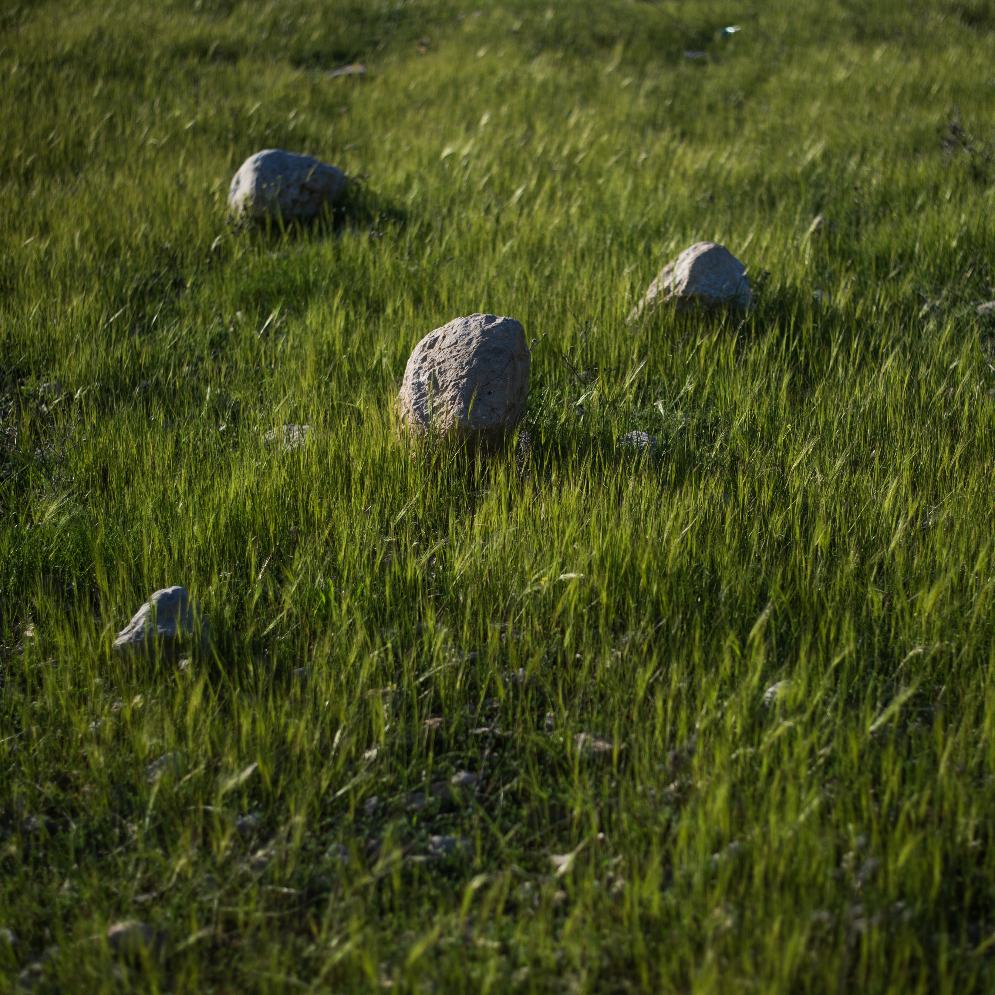spring