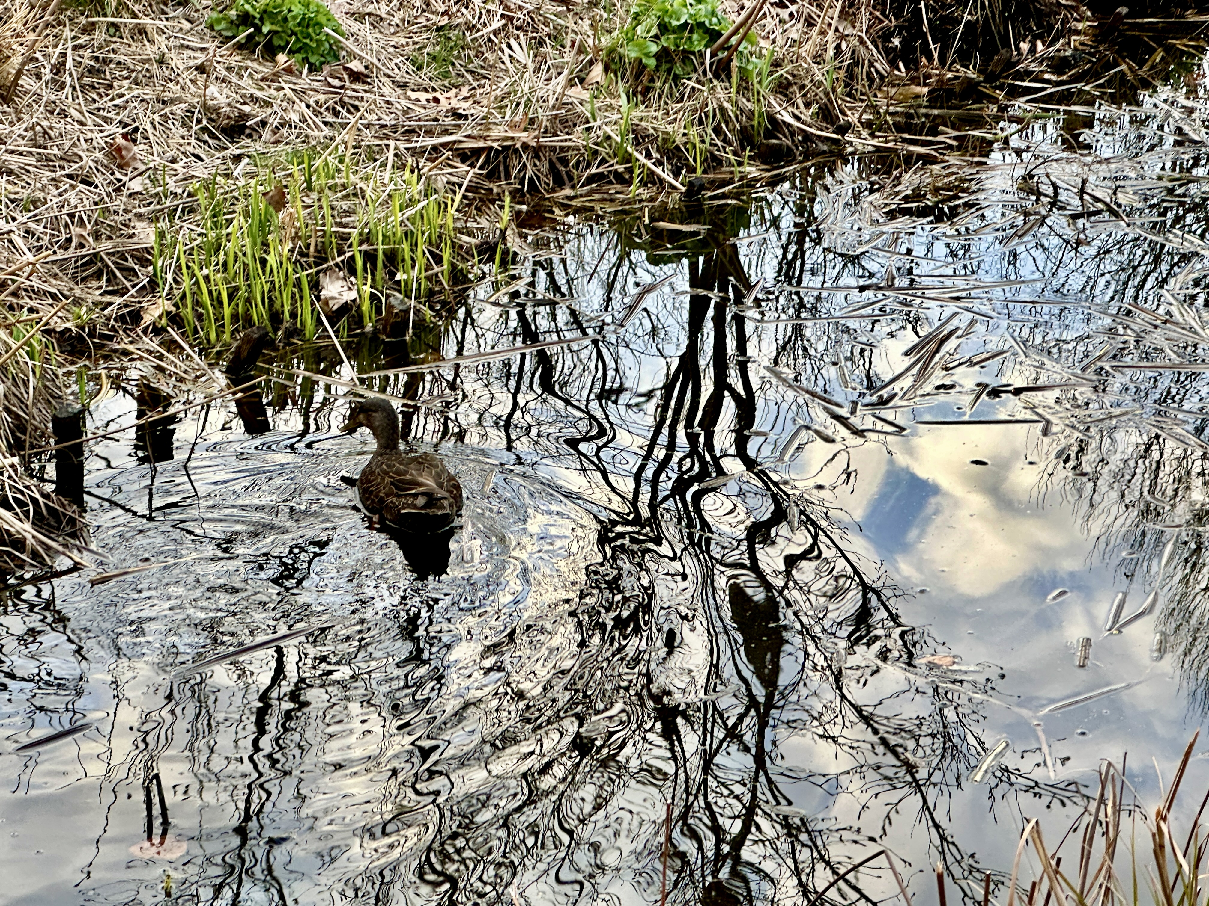 Duck in the Clouds
