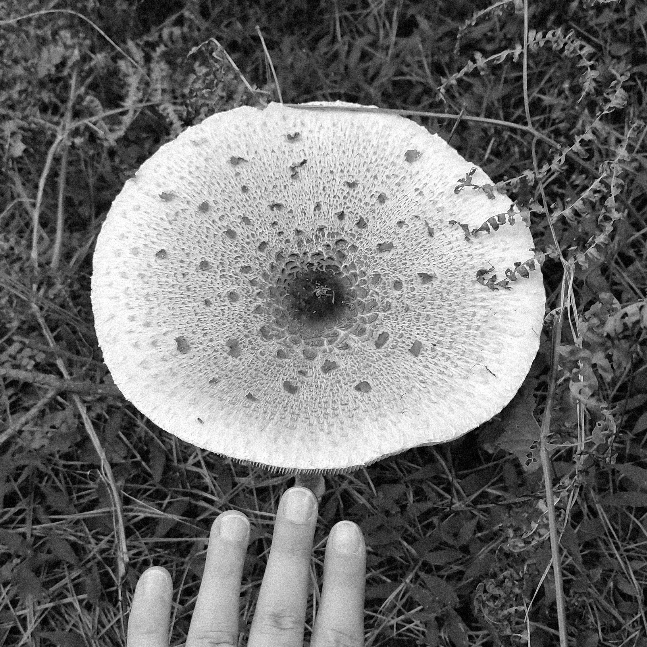 ShrooooM