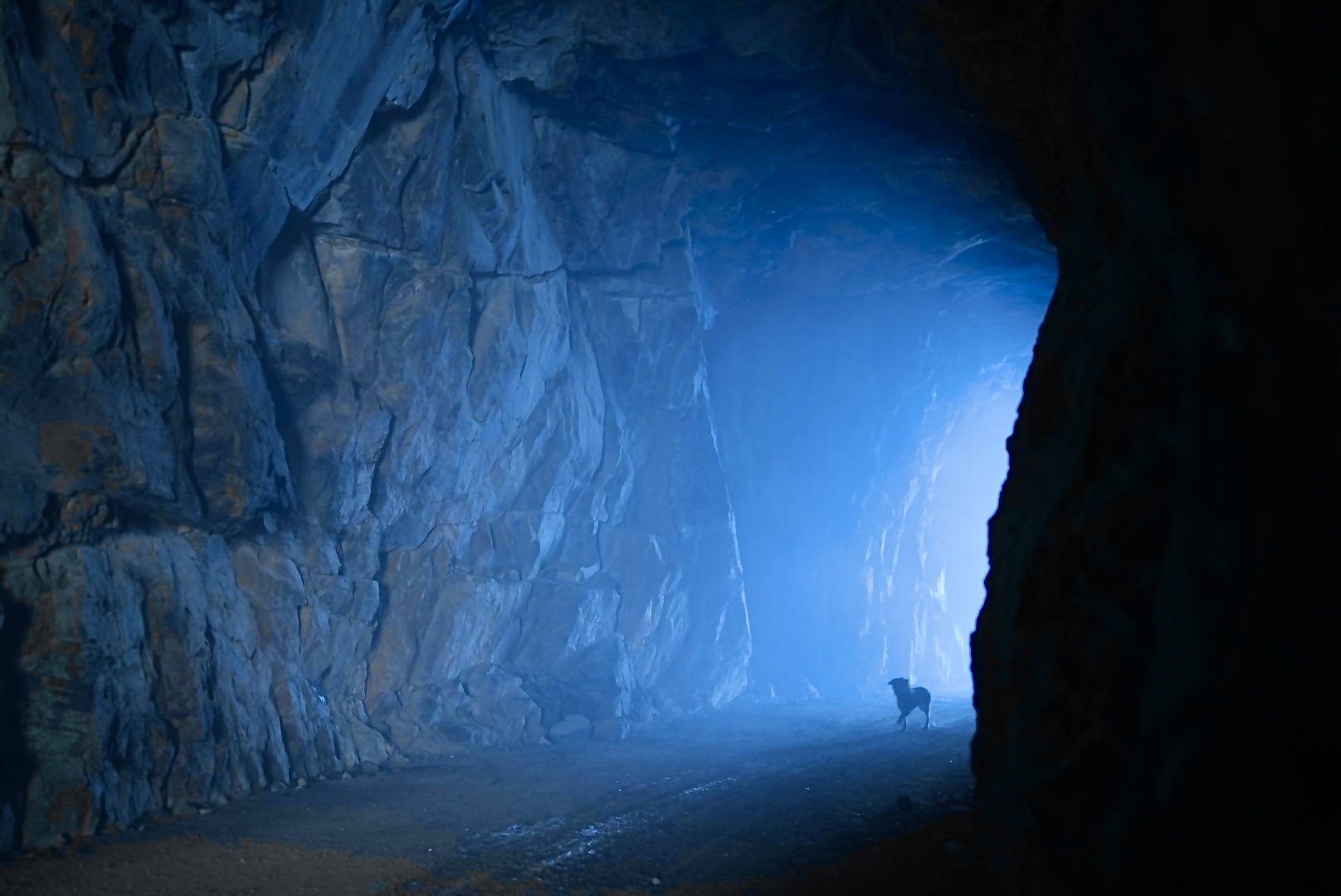 dog at the end of the tunnel