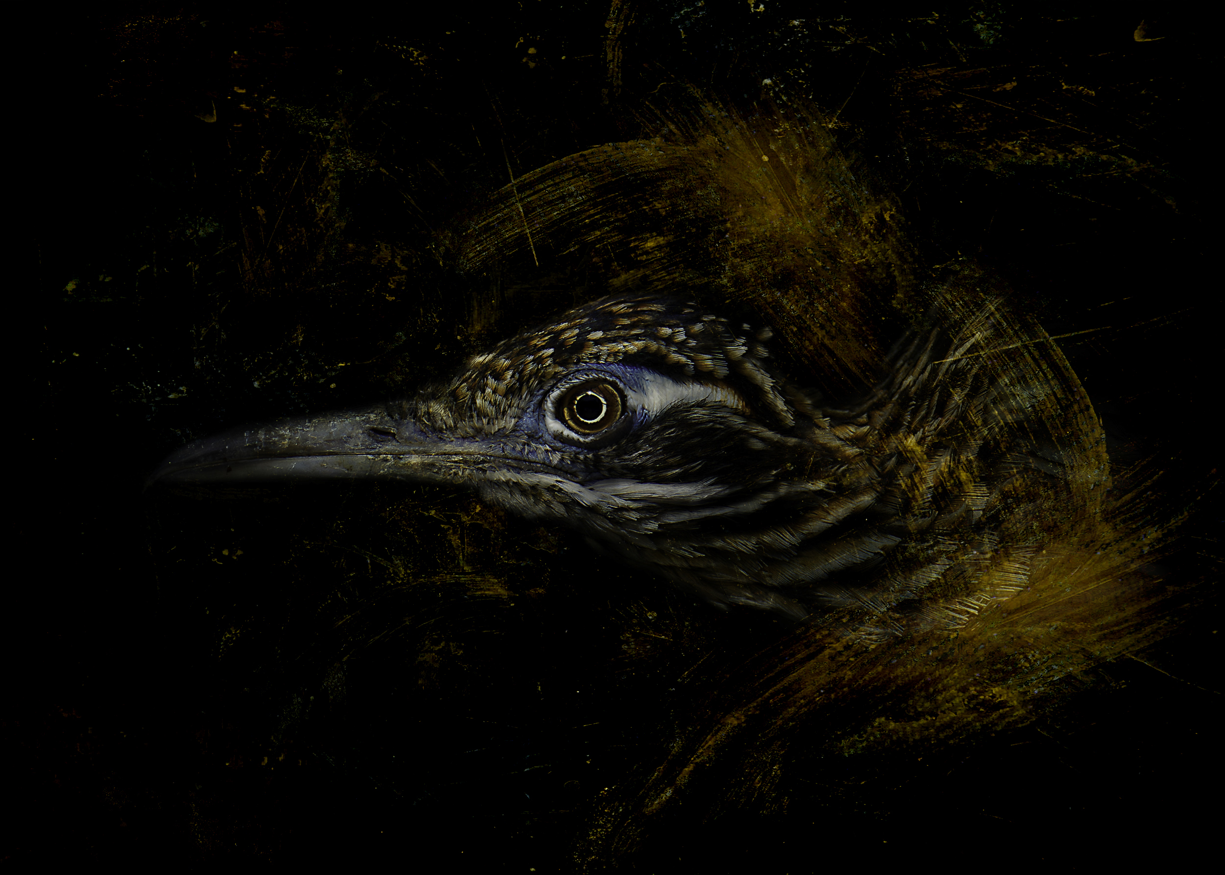 Painted Predator