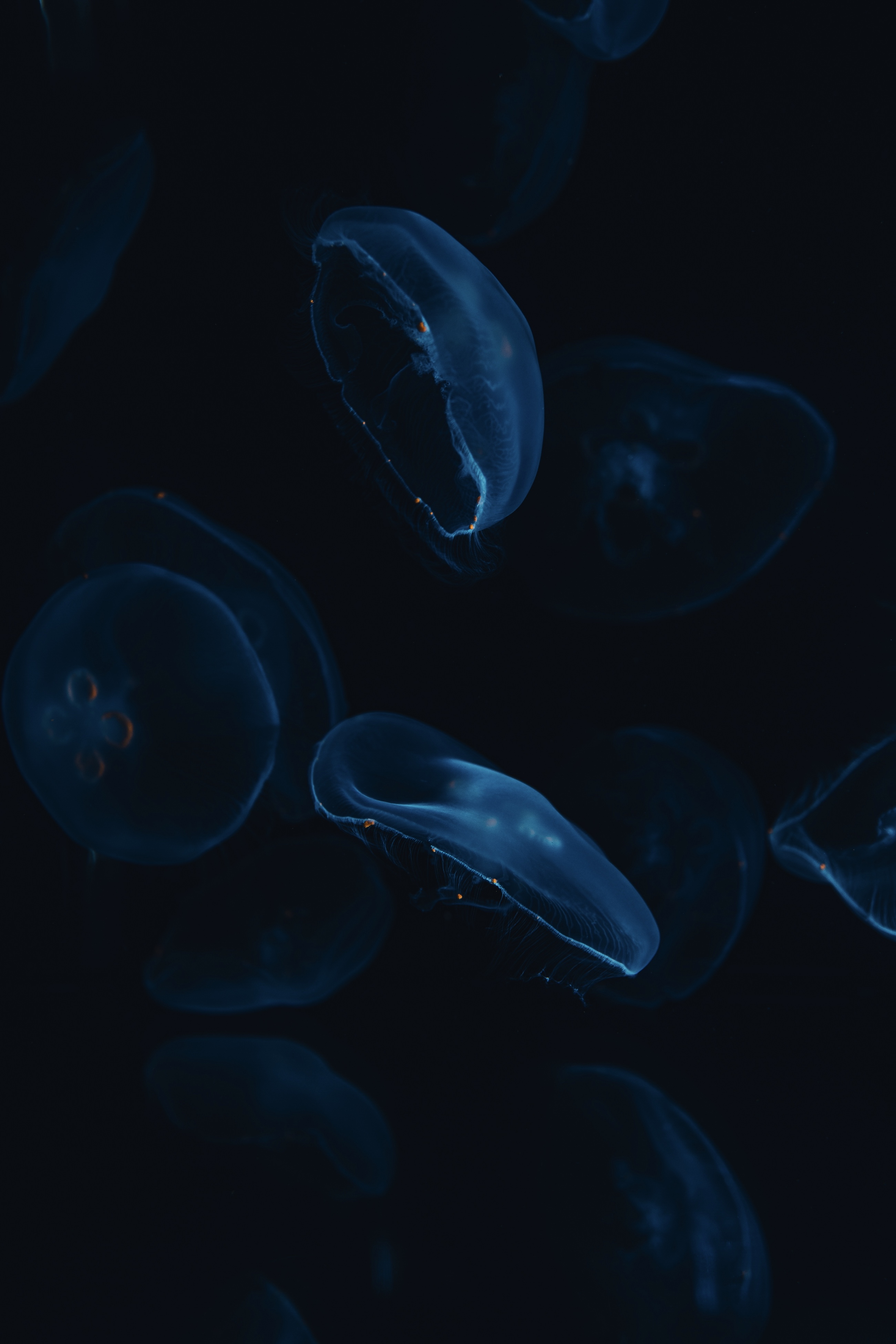 EAU 003 //