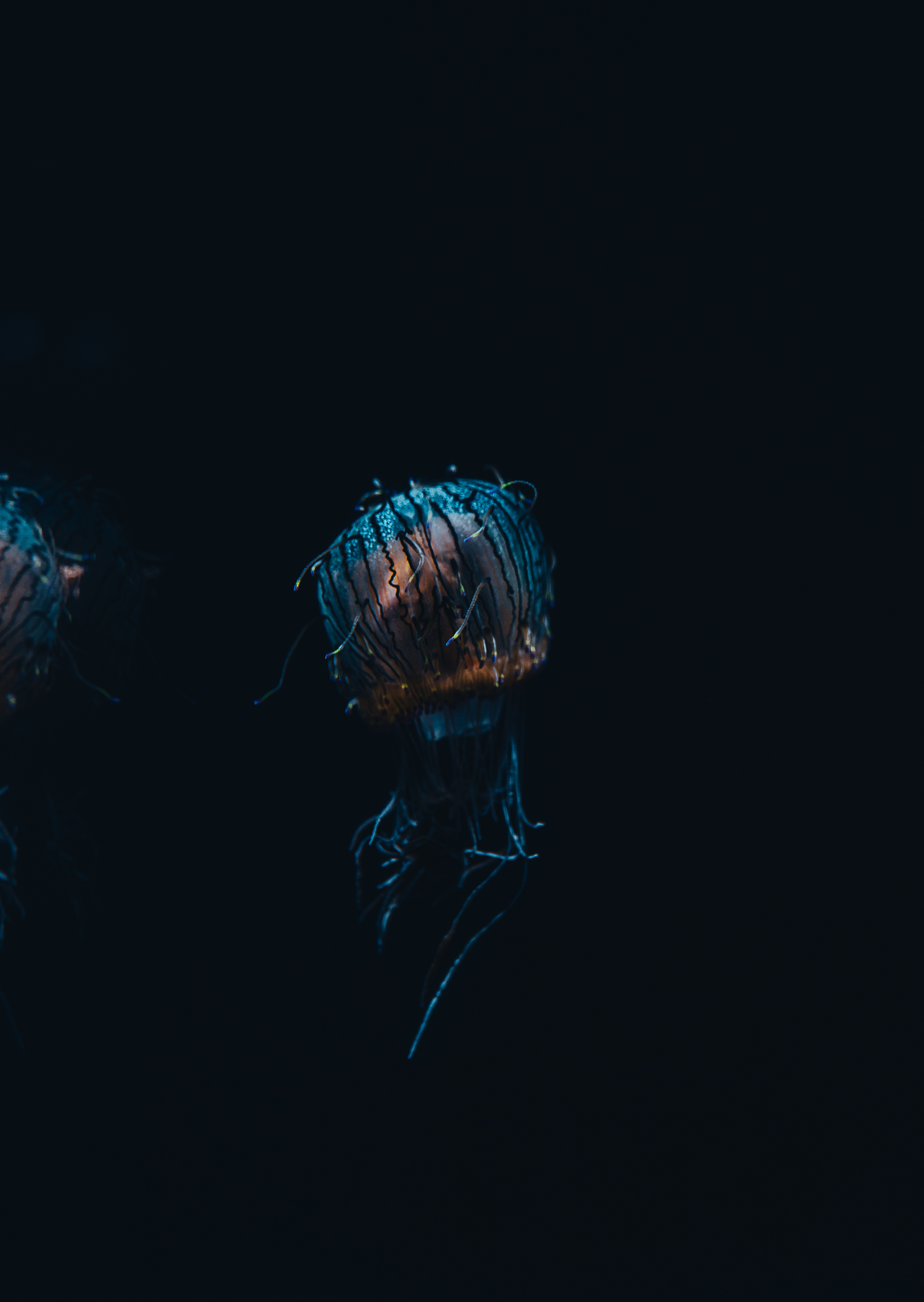 EAU 001 //