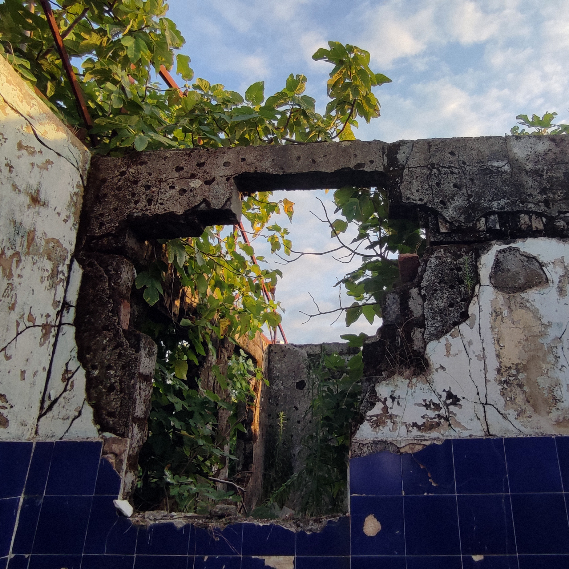 Growth in abandoned