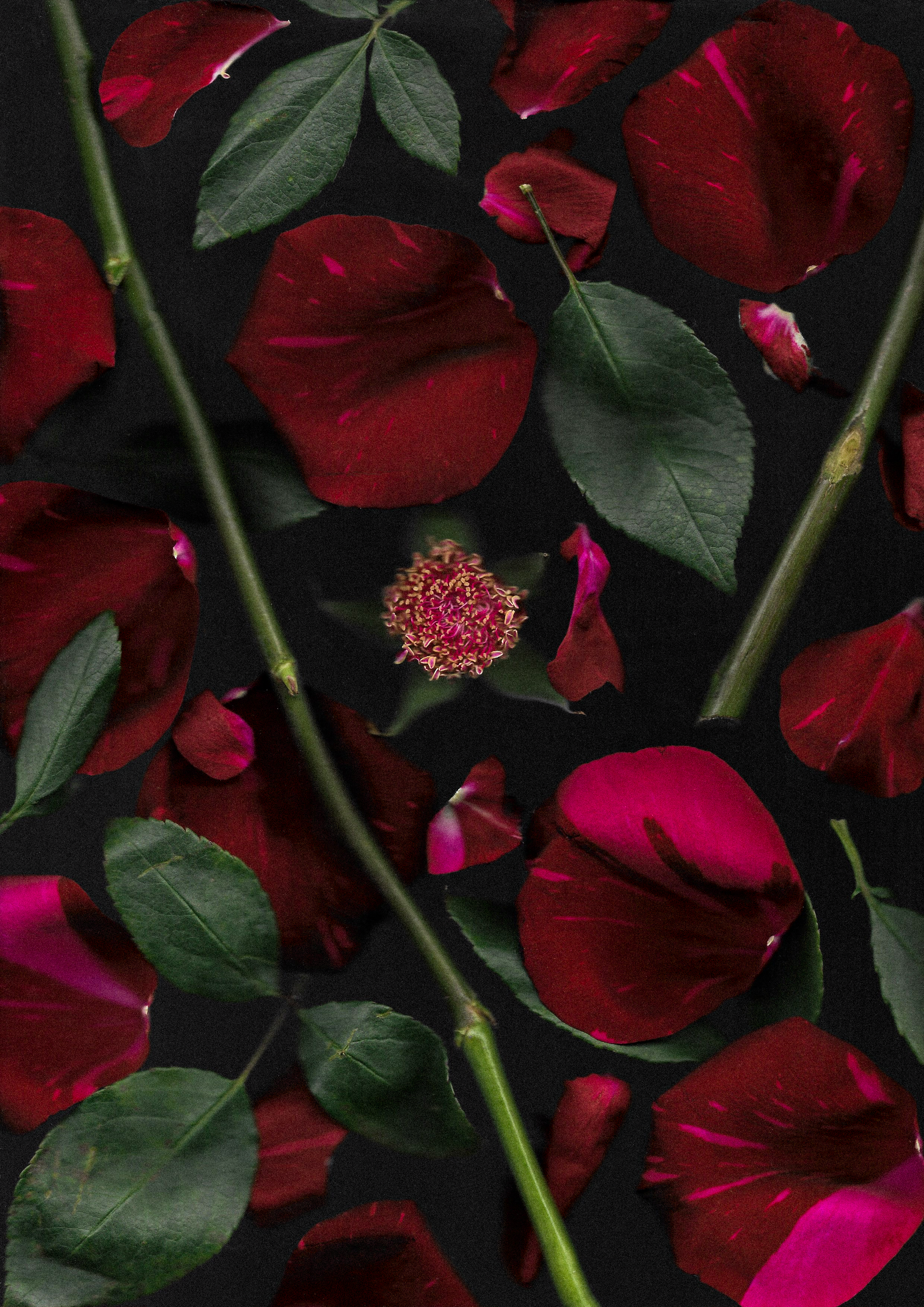 anatomy of a rose