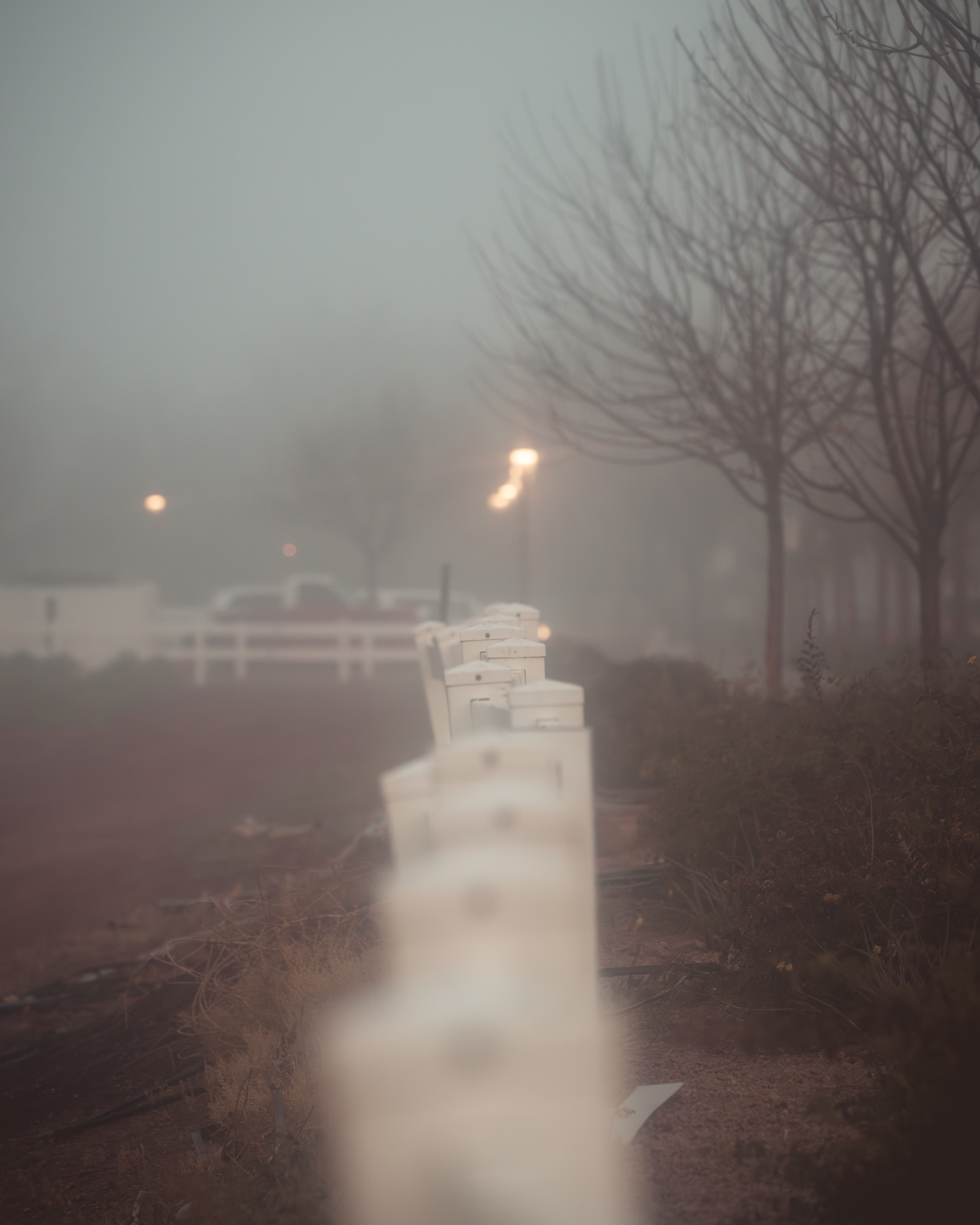 Foggy Morning