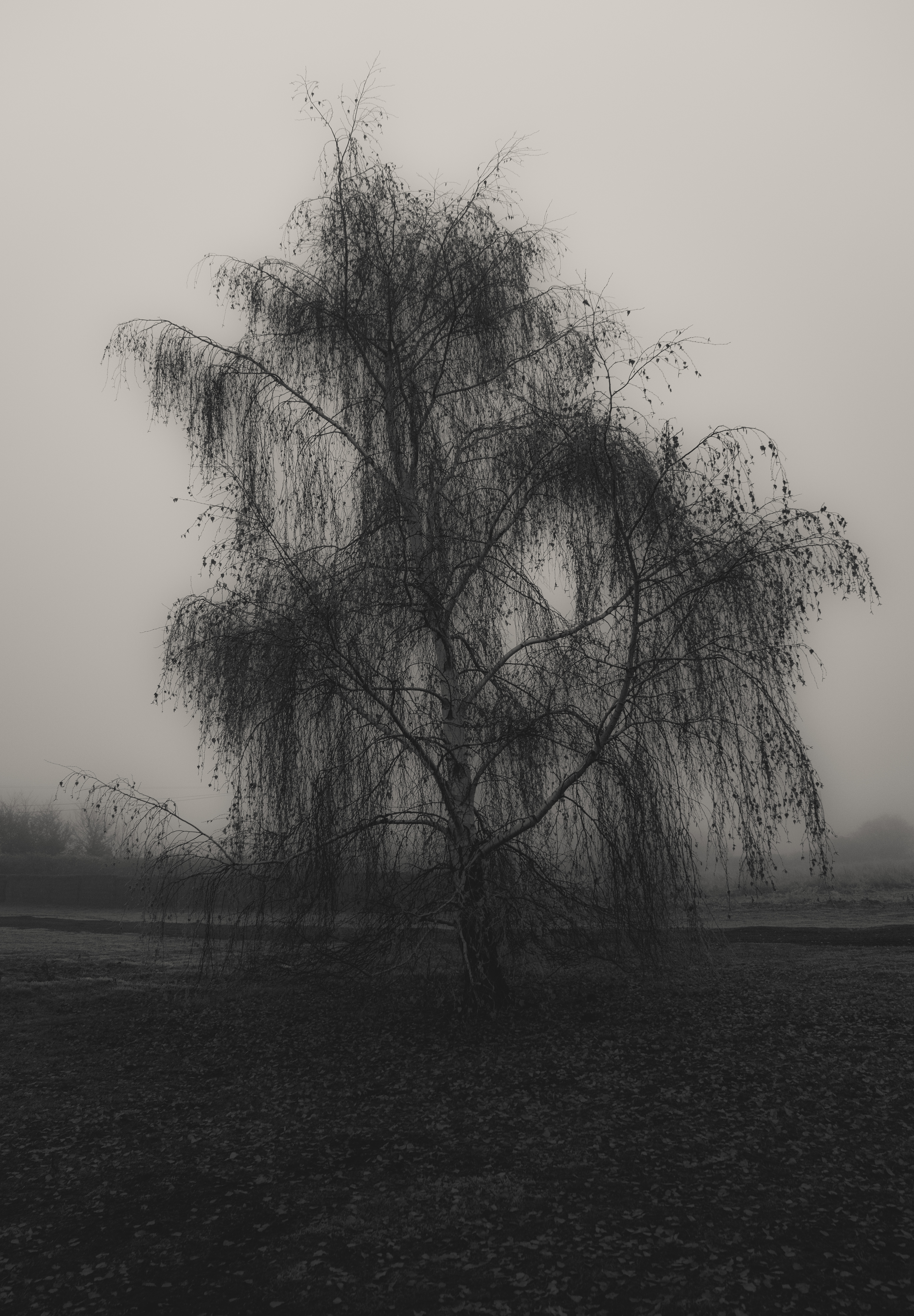 The gloomy tree