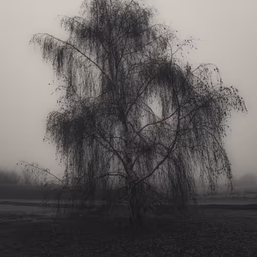 The gloomy tree