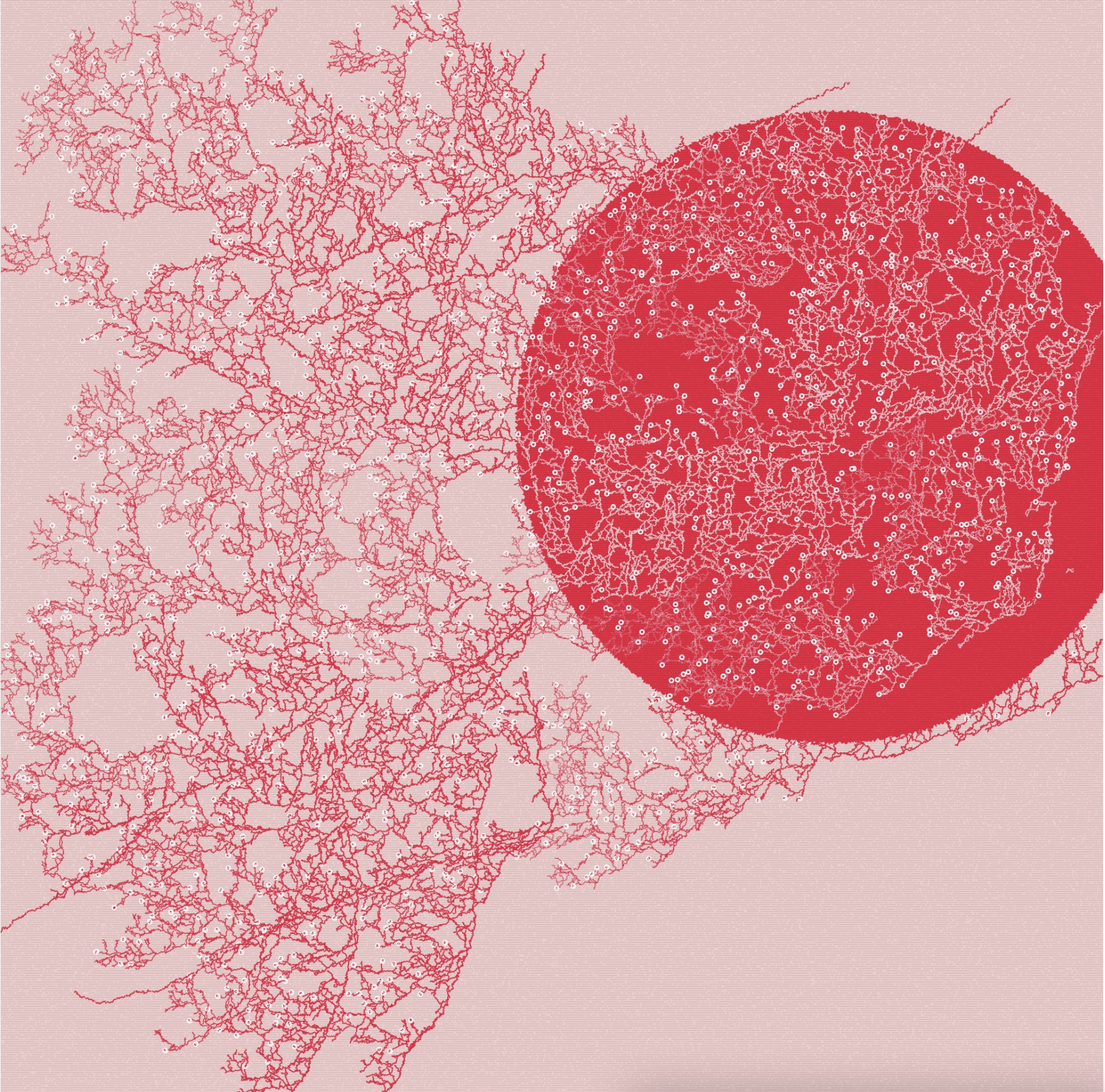 cherry blossoms