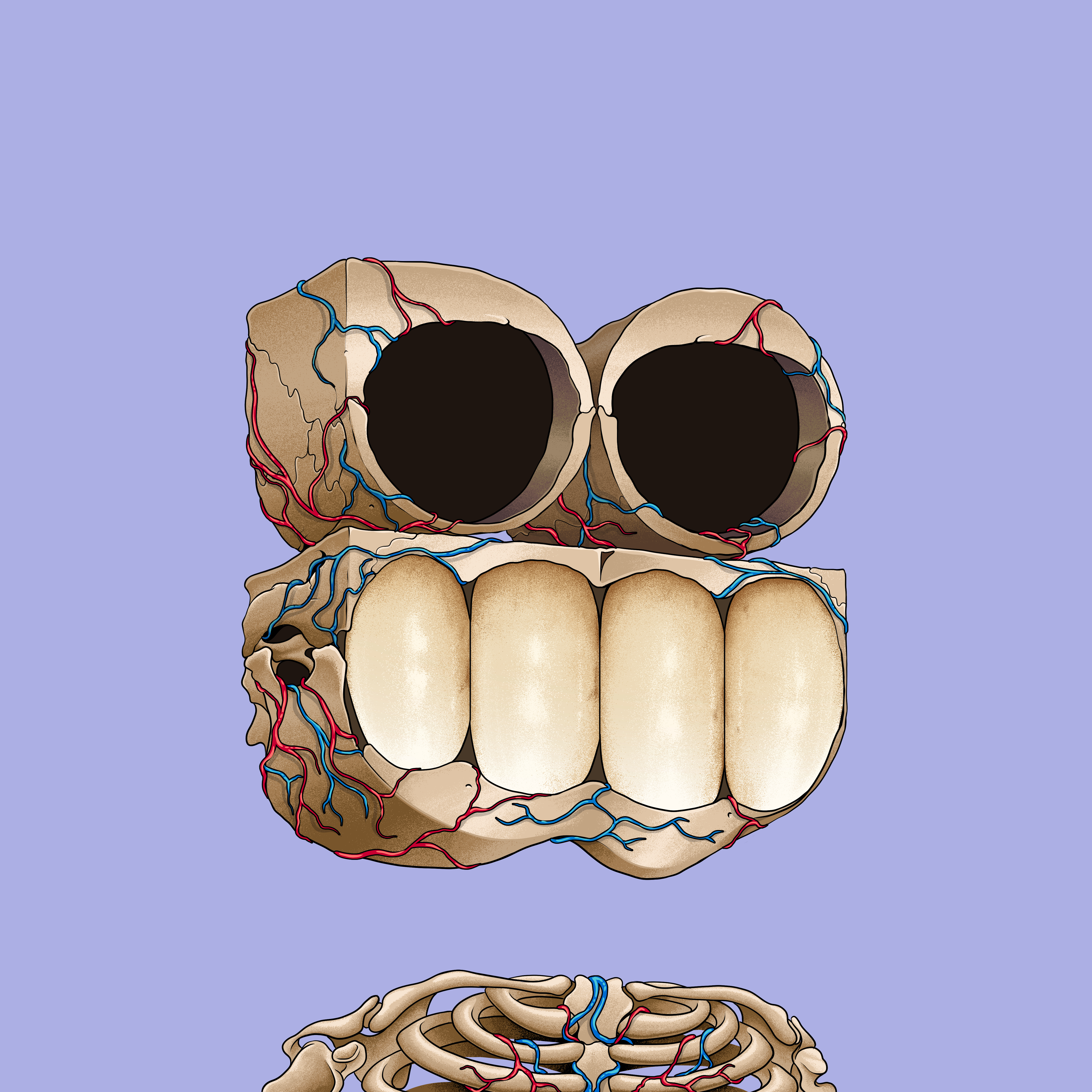 D:\opepen\Anatomy-4.jpg