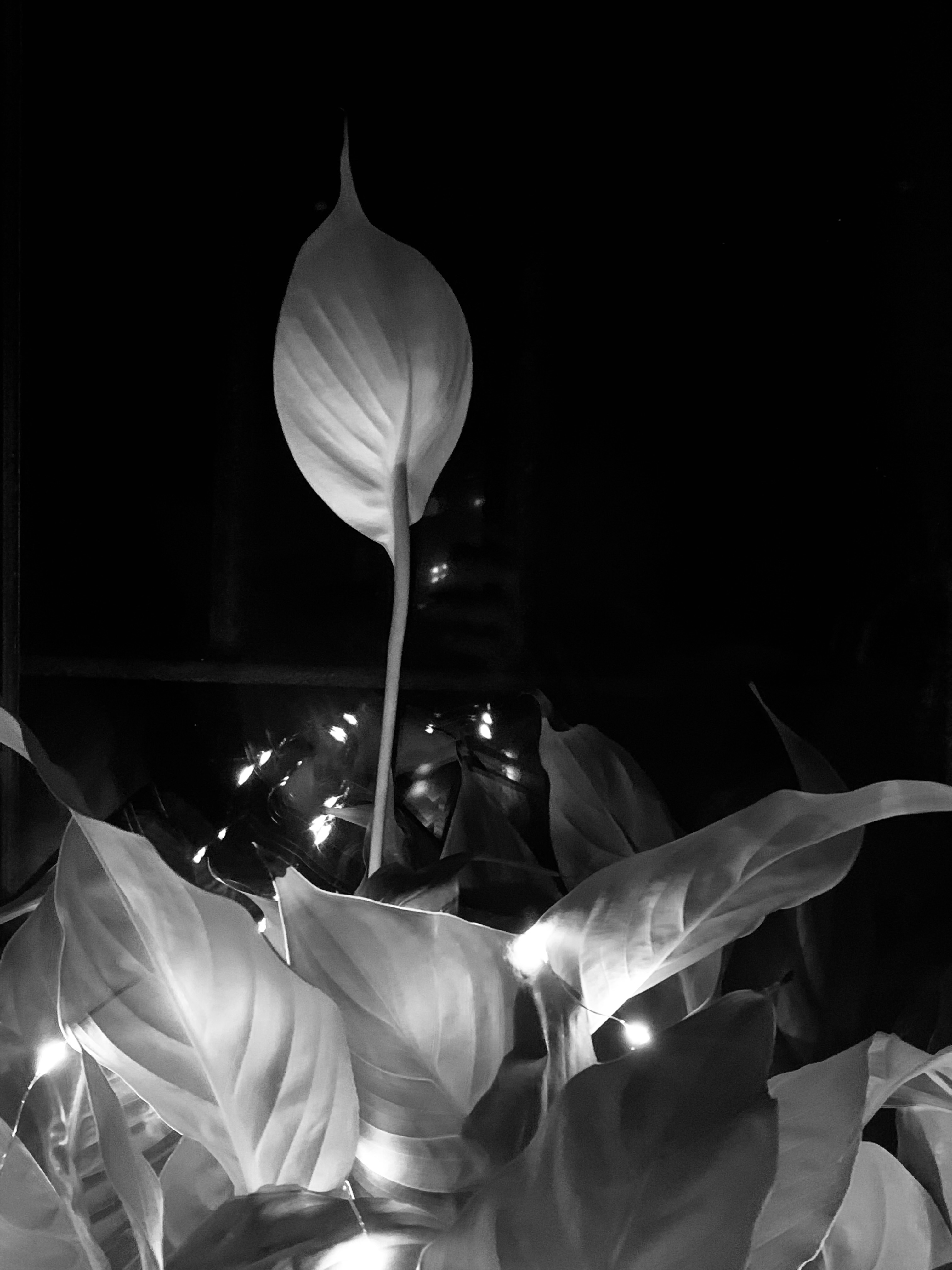Grow alone #12