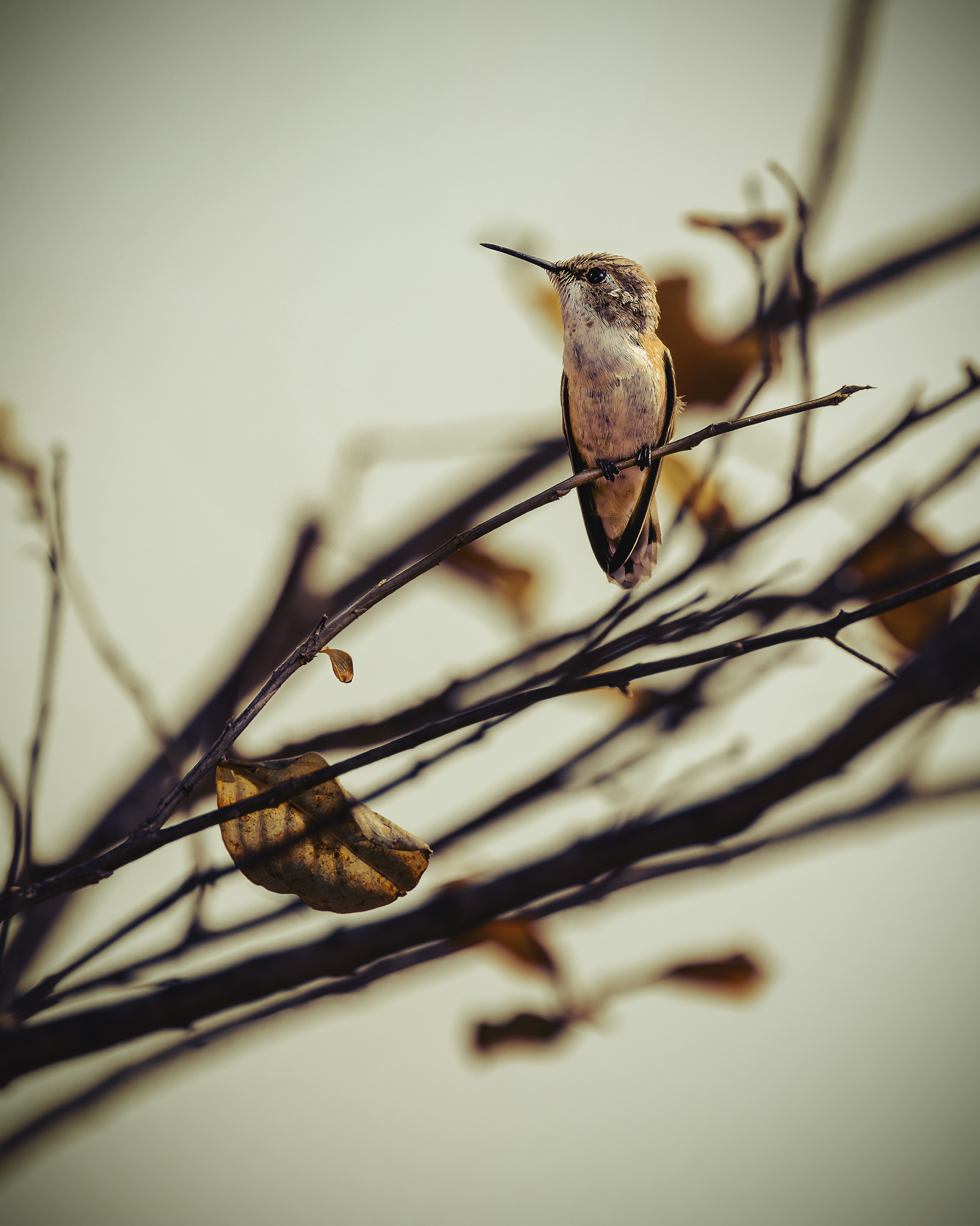Autumn's Whisper