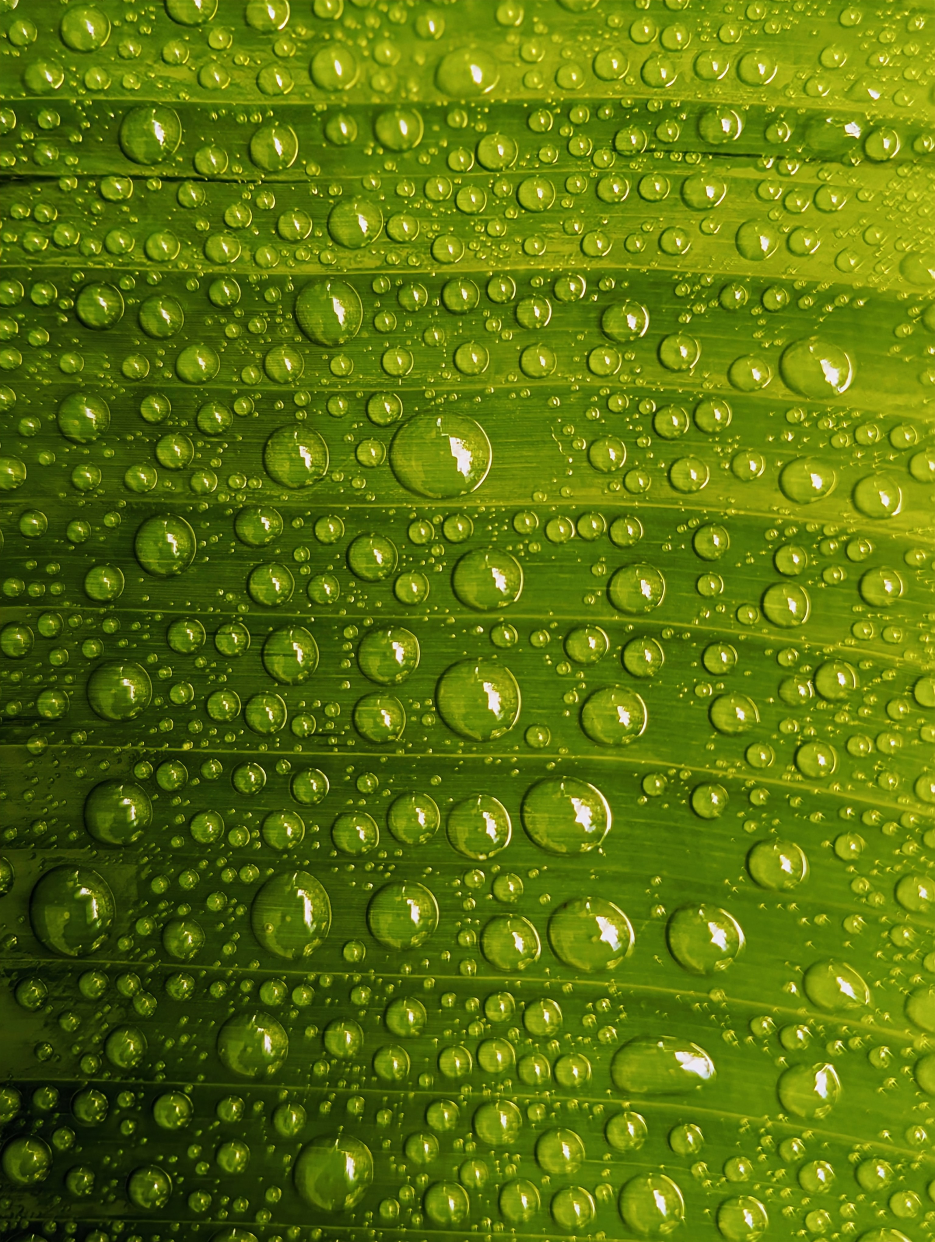 Dancing Drops #2