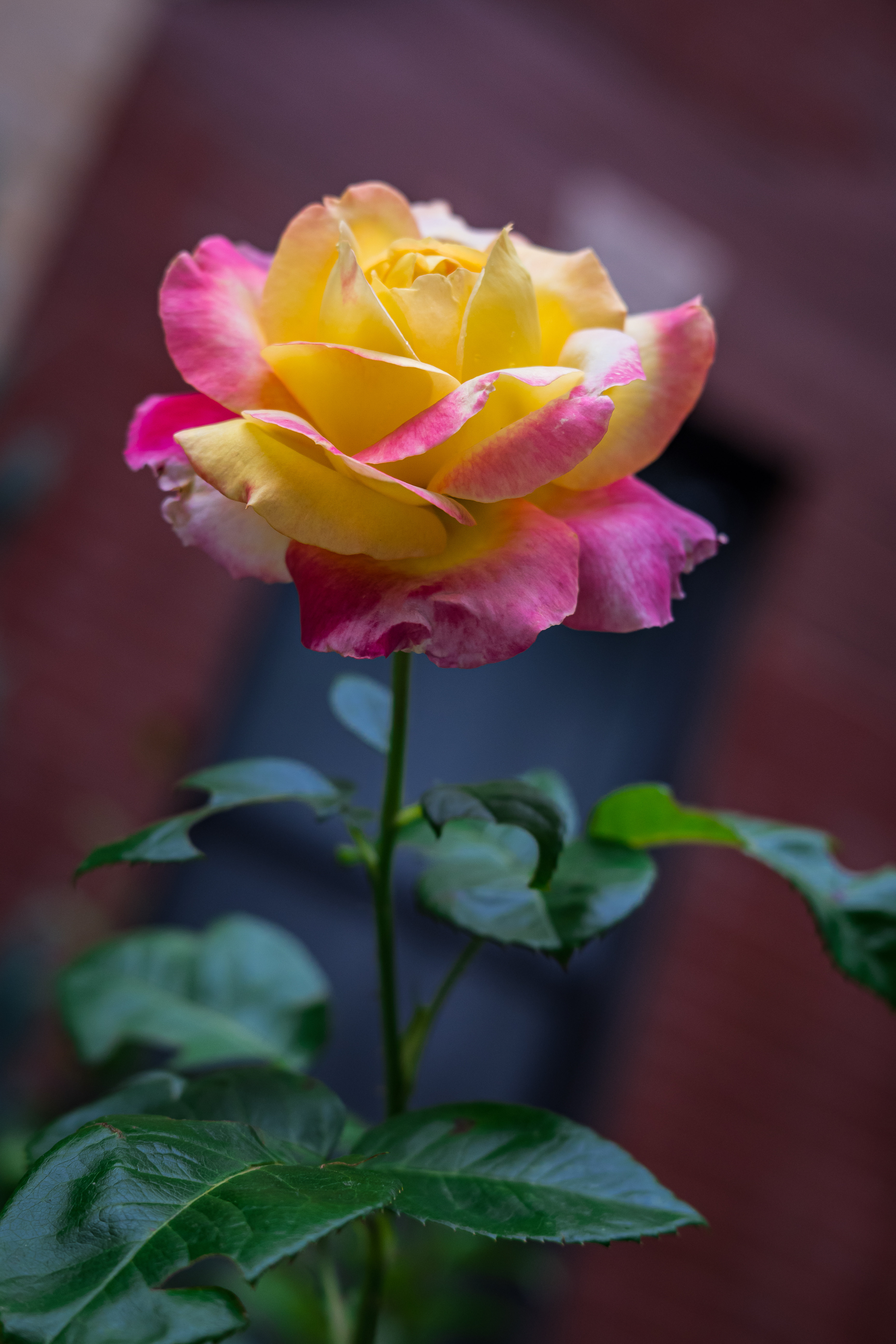 Brooklyn's Rose