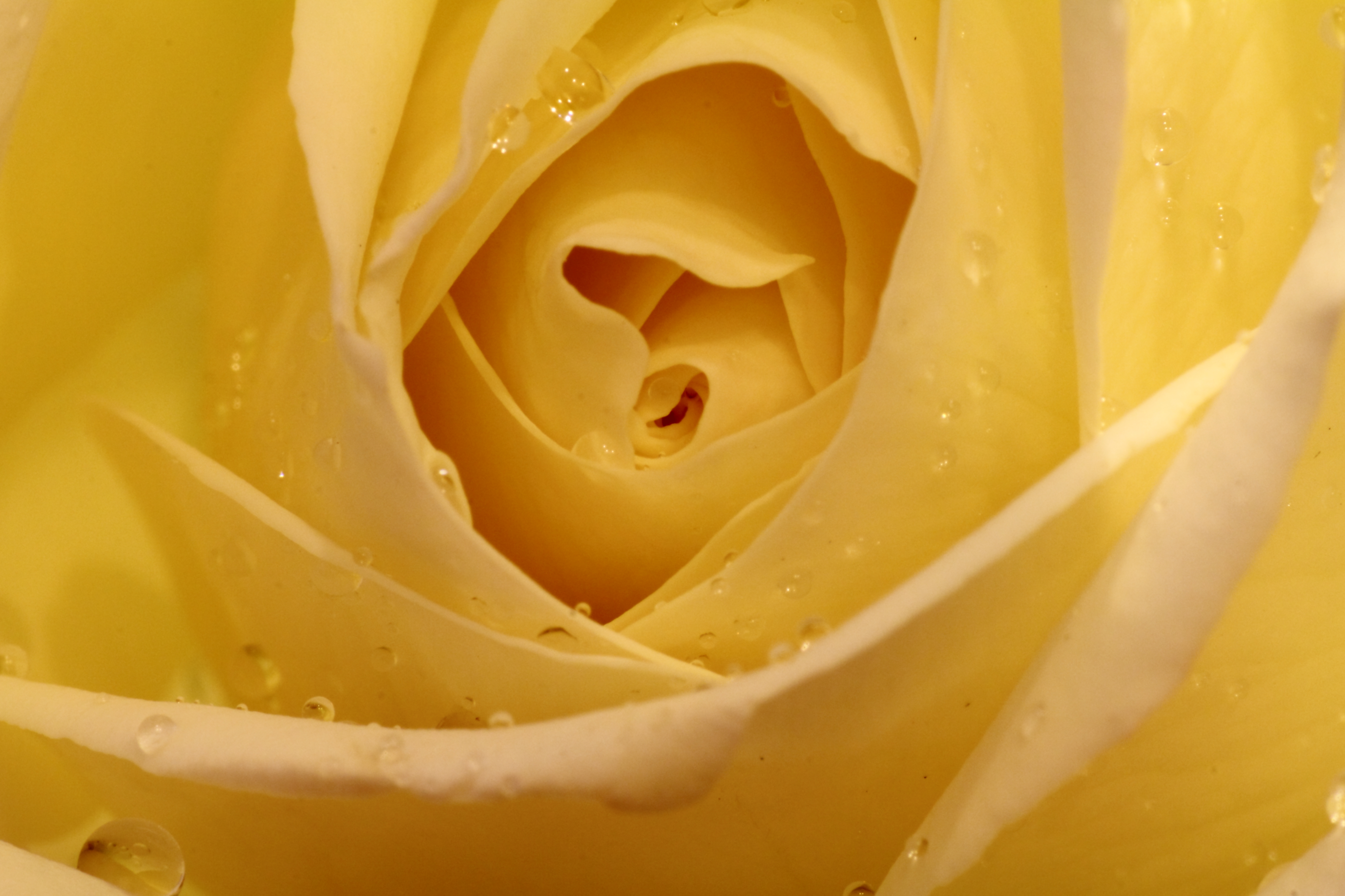 Flora 24
