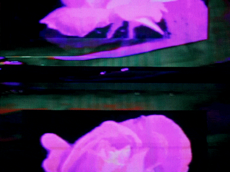No Roses, No Skies
