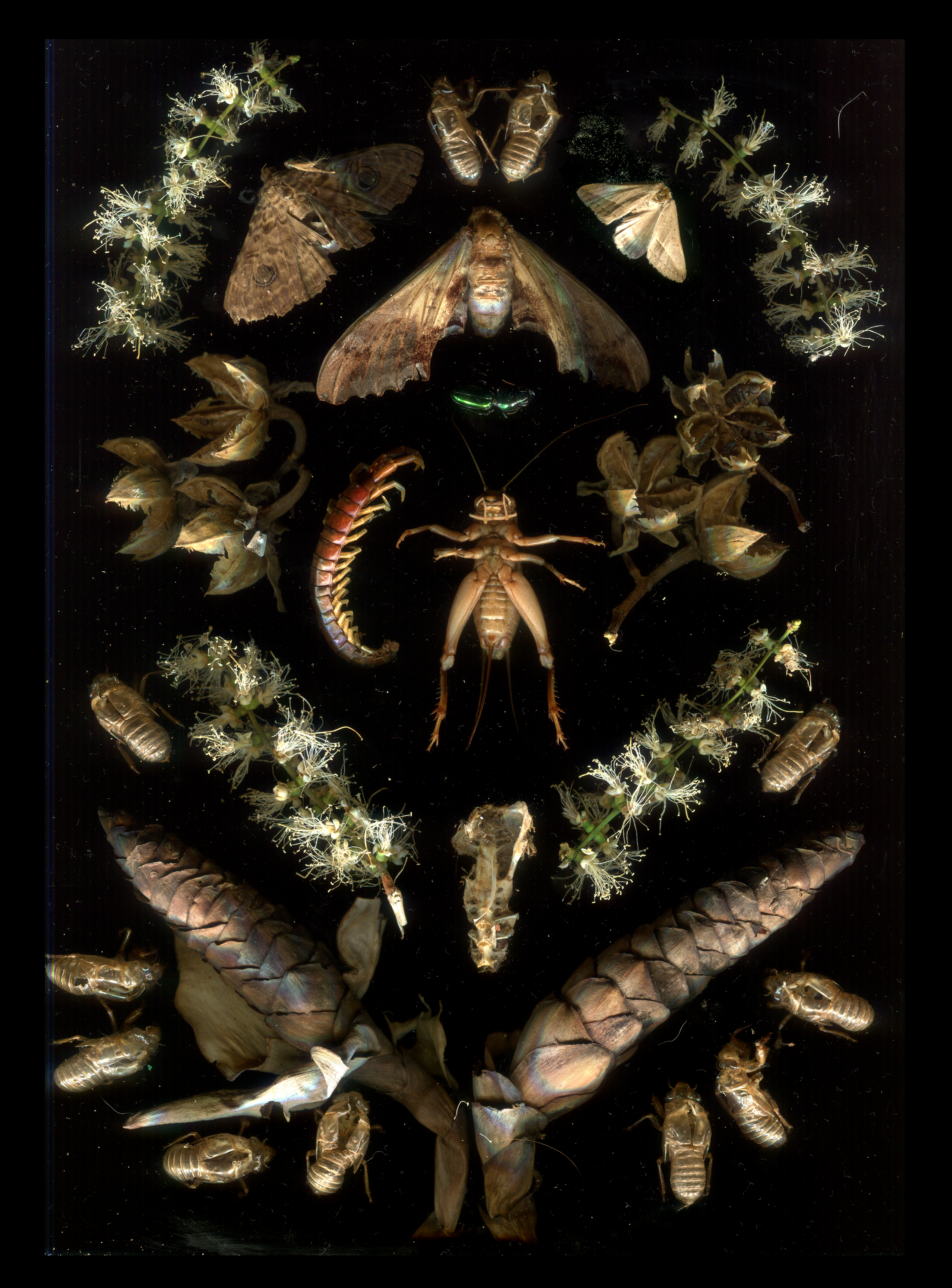 Crickets 3/12