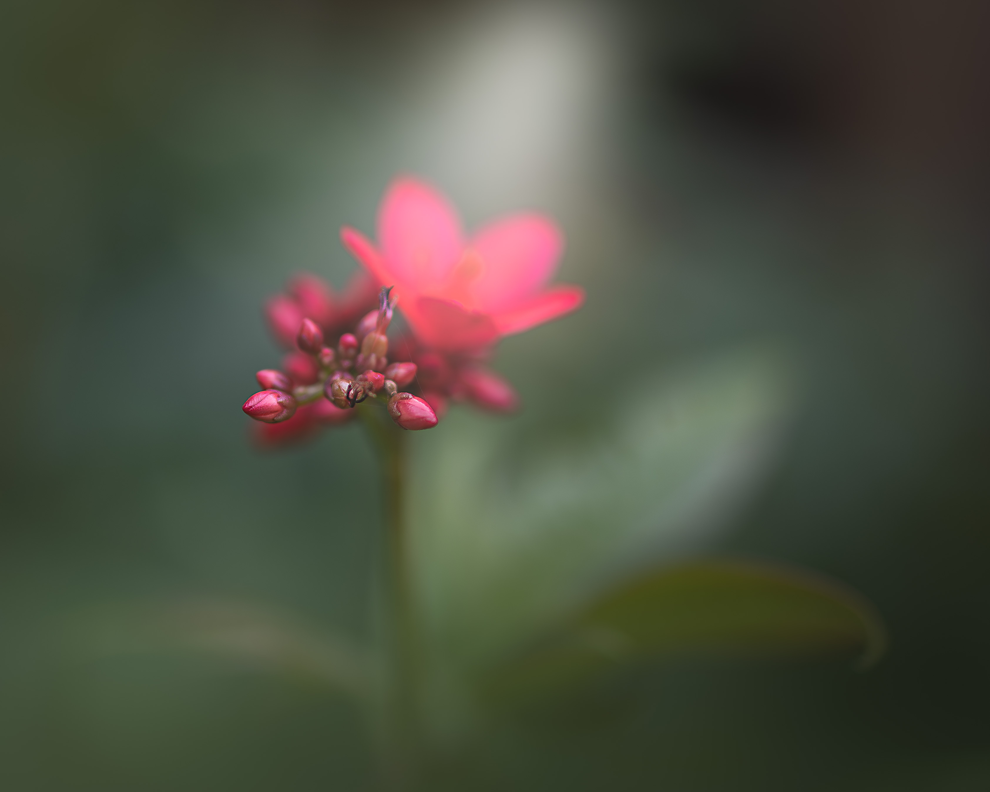 Birth of a Flower