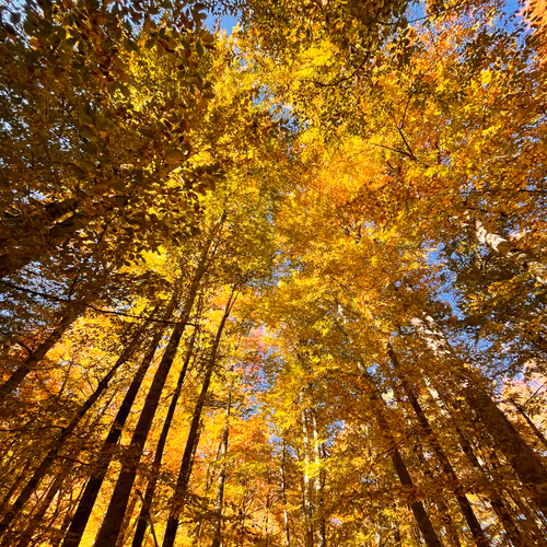 Autumn forest