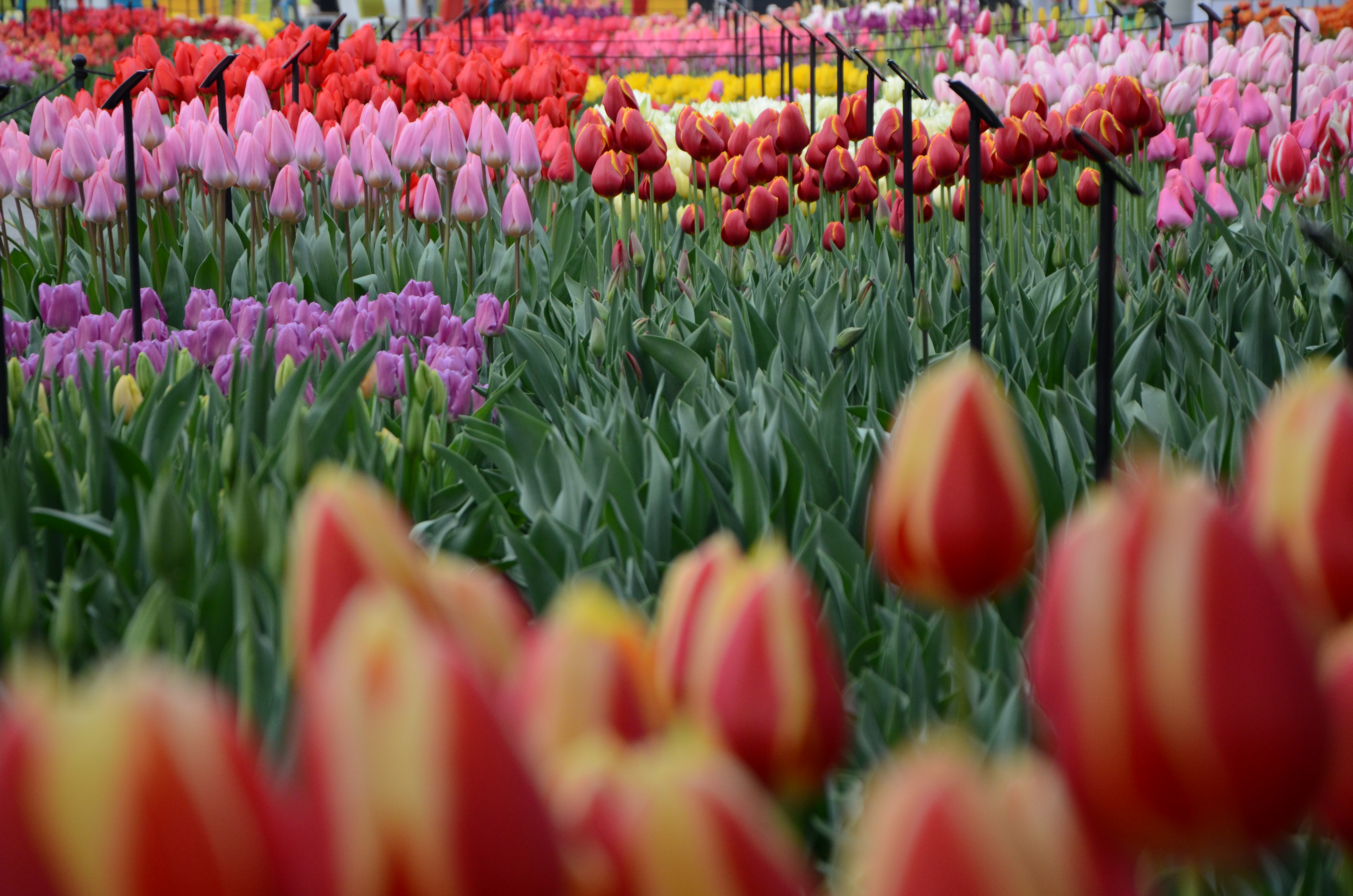 The Tulips of Amsterdam