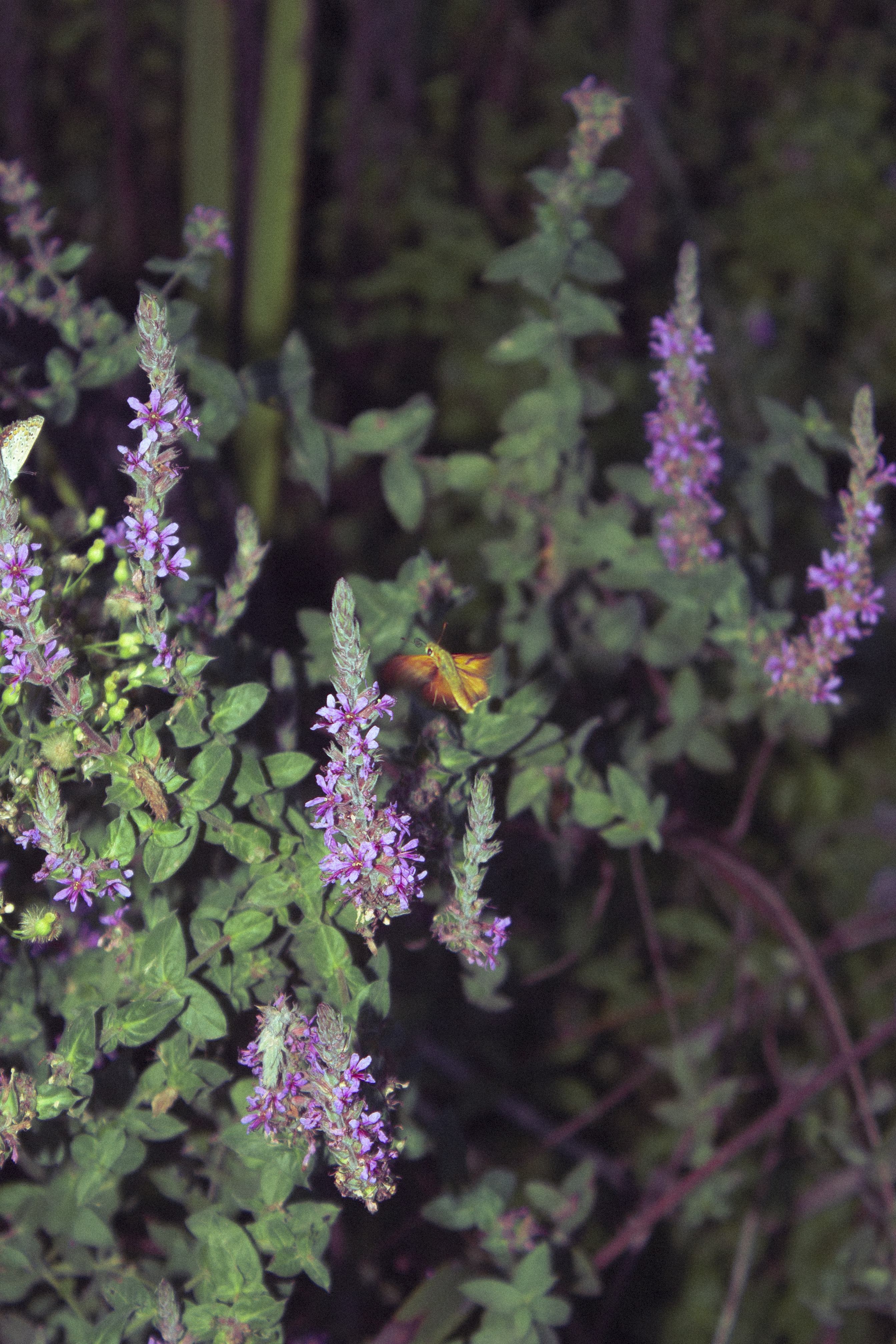 Butterfly in the garden #12