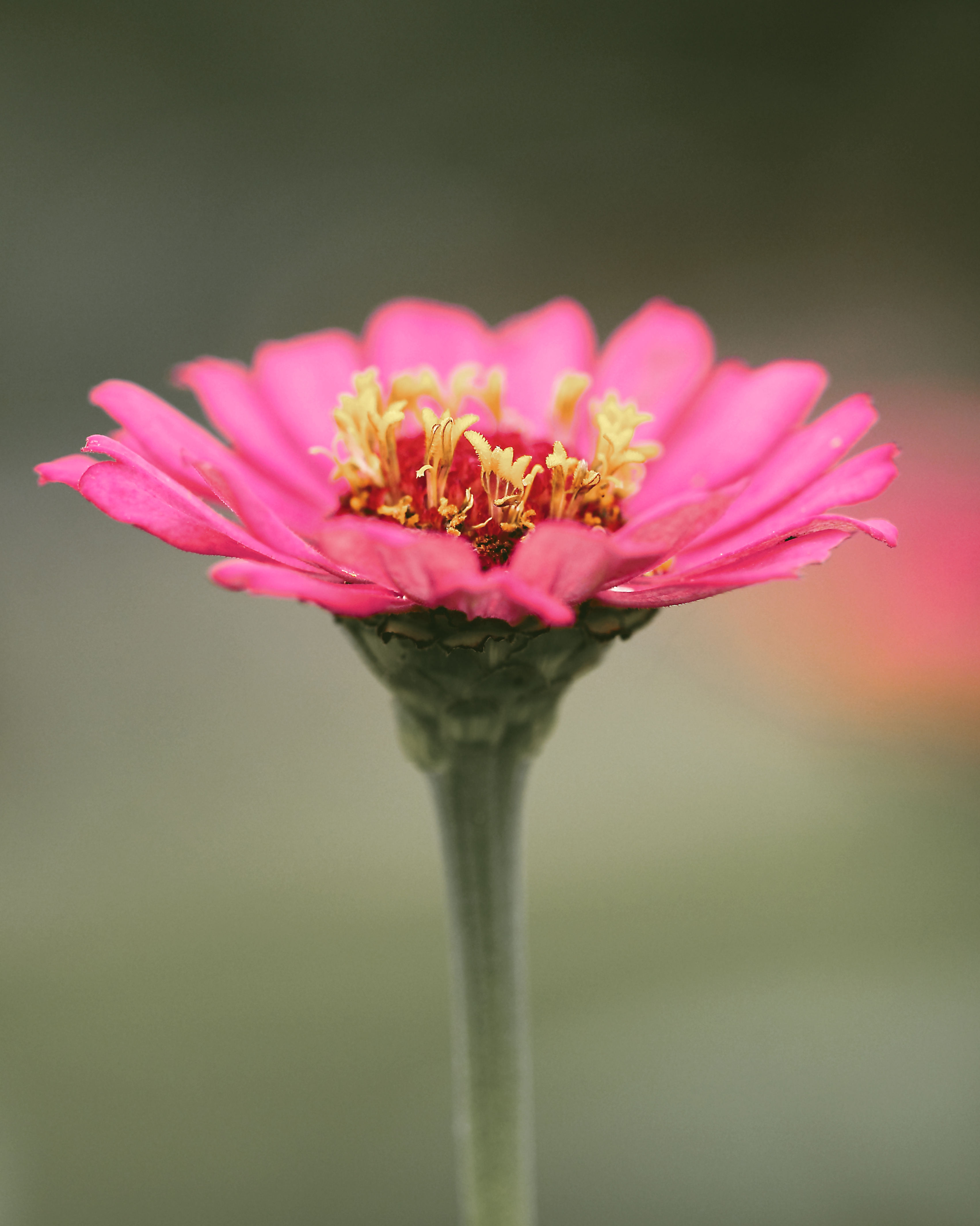 Flora 12