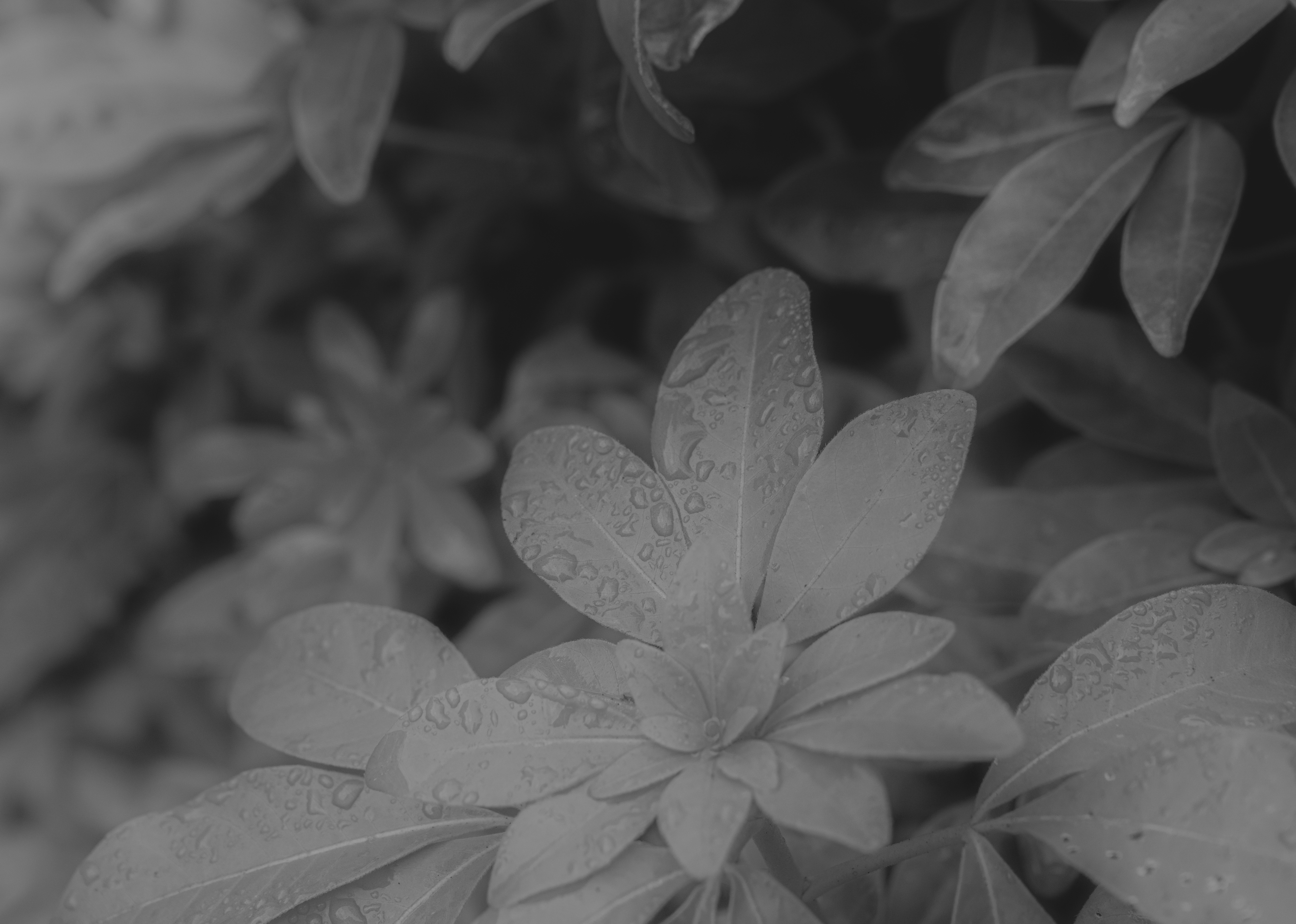 The sound of rain
