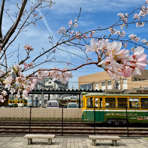 Cherry Blossoms in 鹿児島 Kagoshima