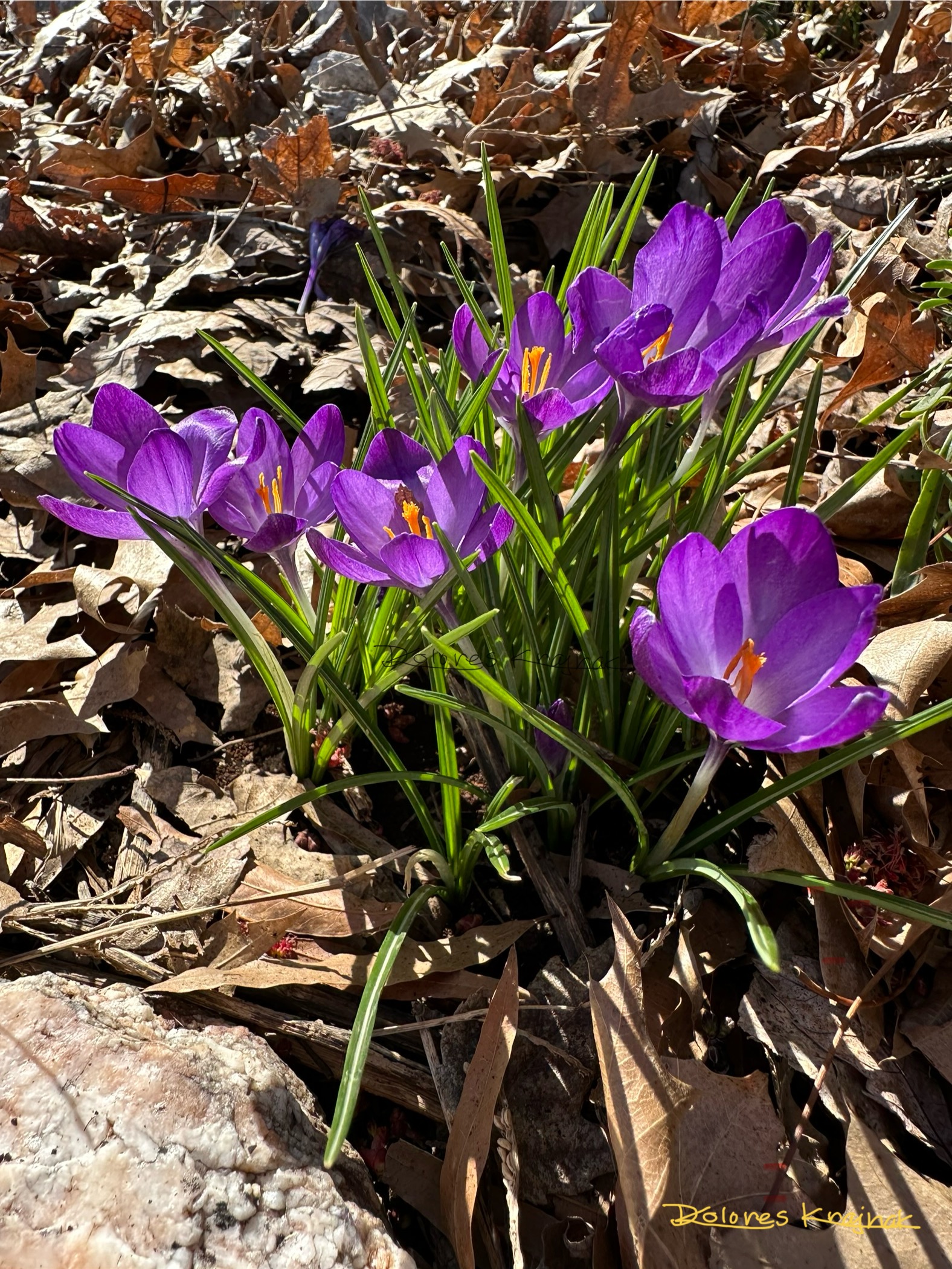 Crocus Flowers R 1 #11