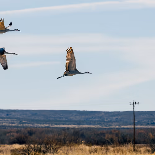 Wingspan