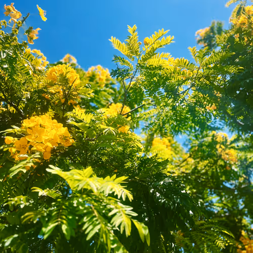 trees that remind me of my father