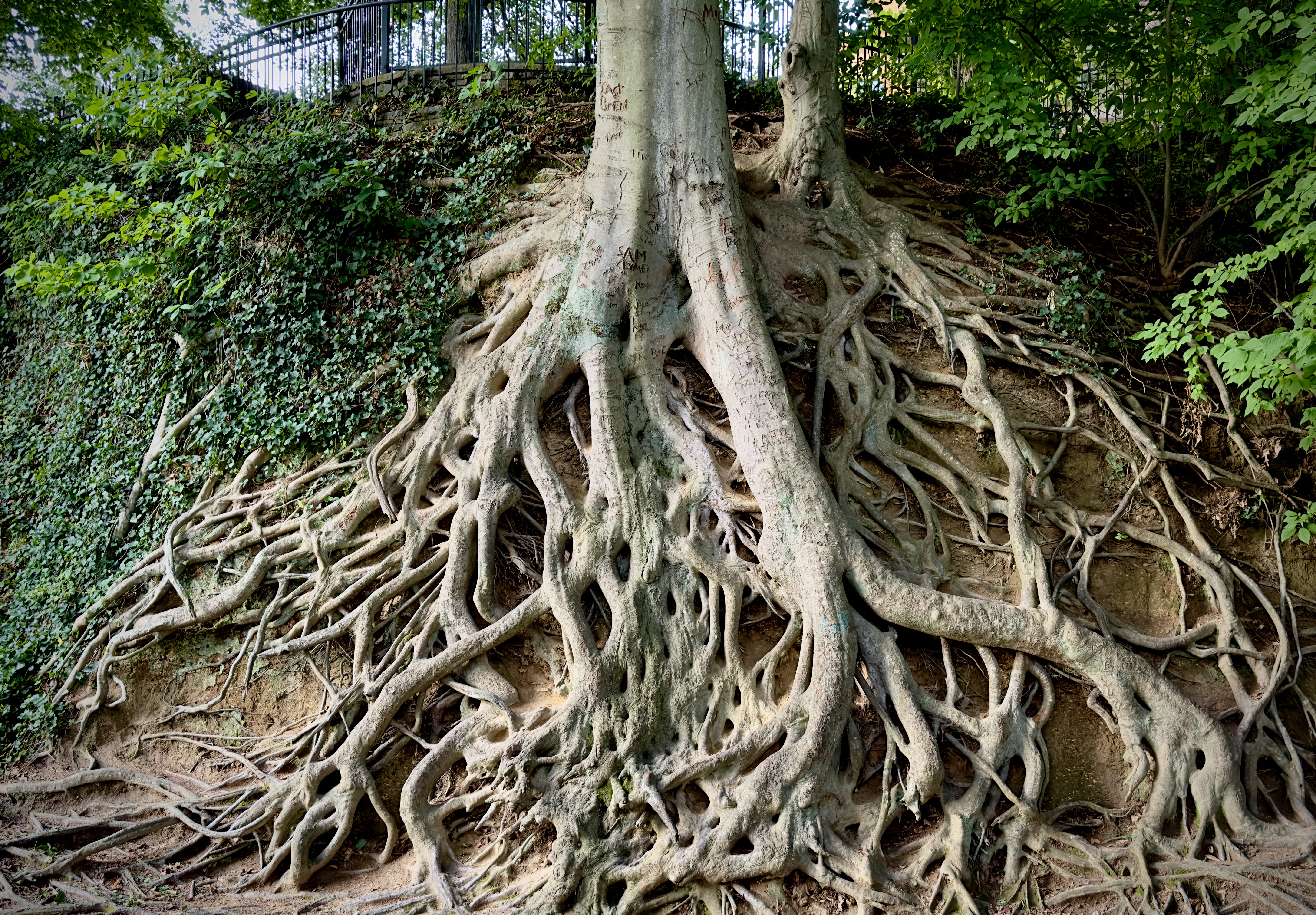 Medusa