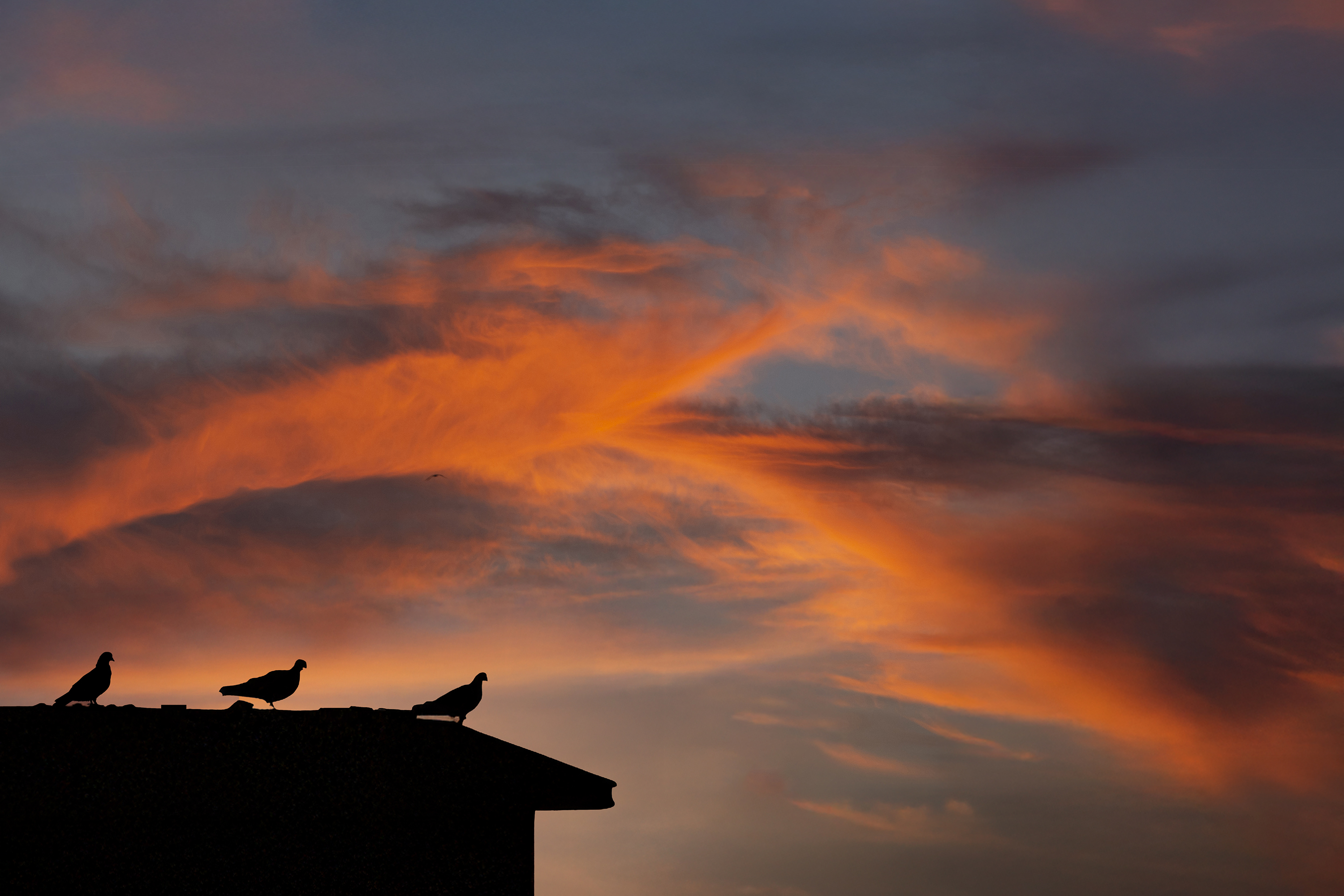 Birds