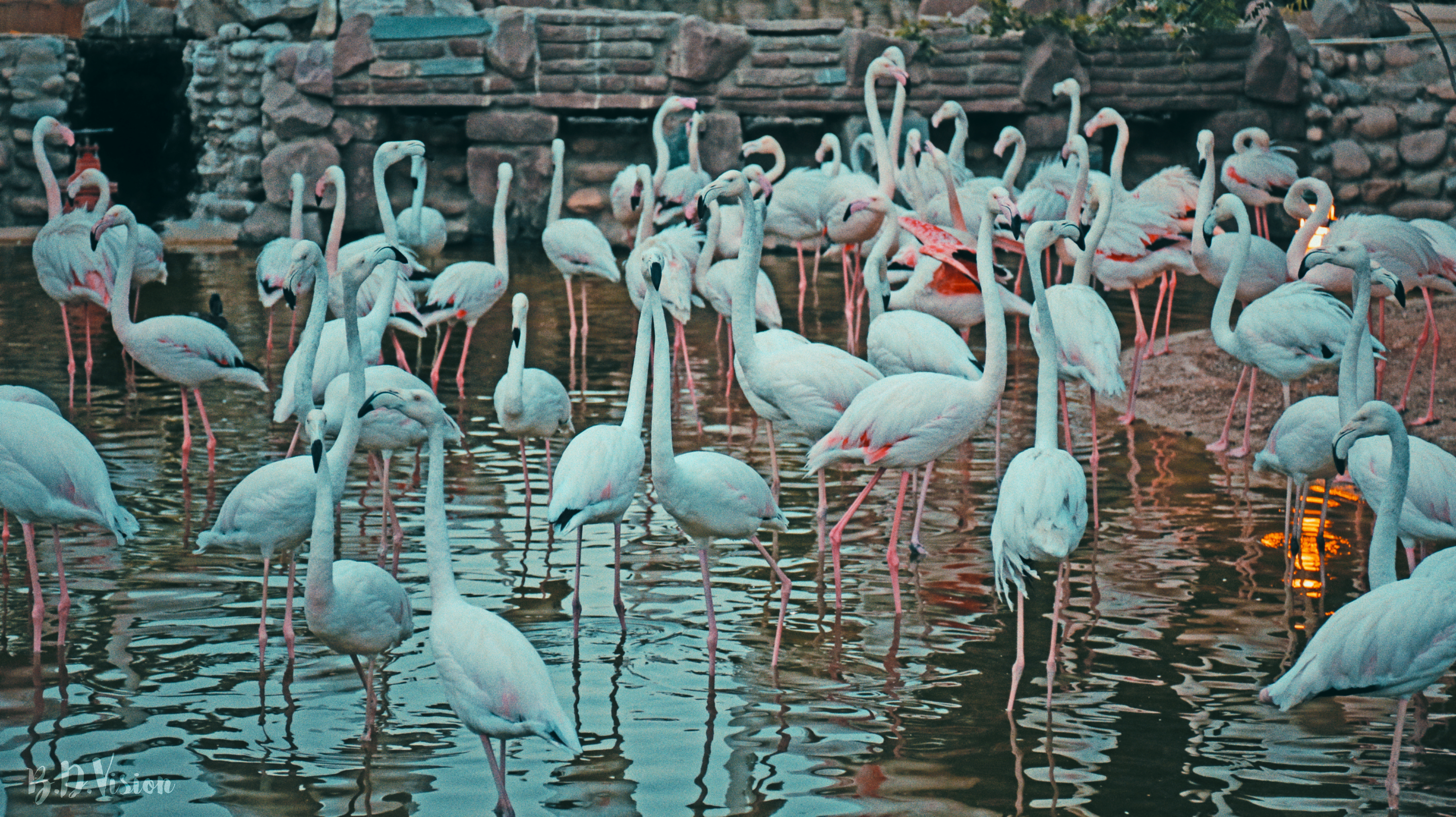 Flamingo Symphony #49