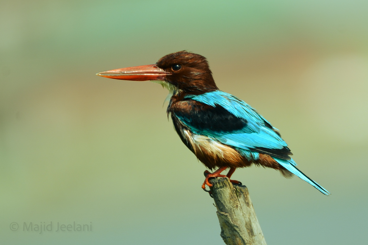White Throated Kingfisher