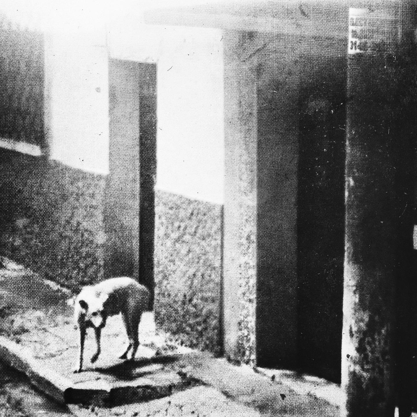 stray dog
