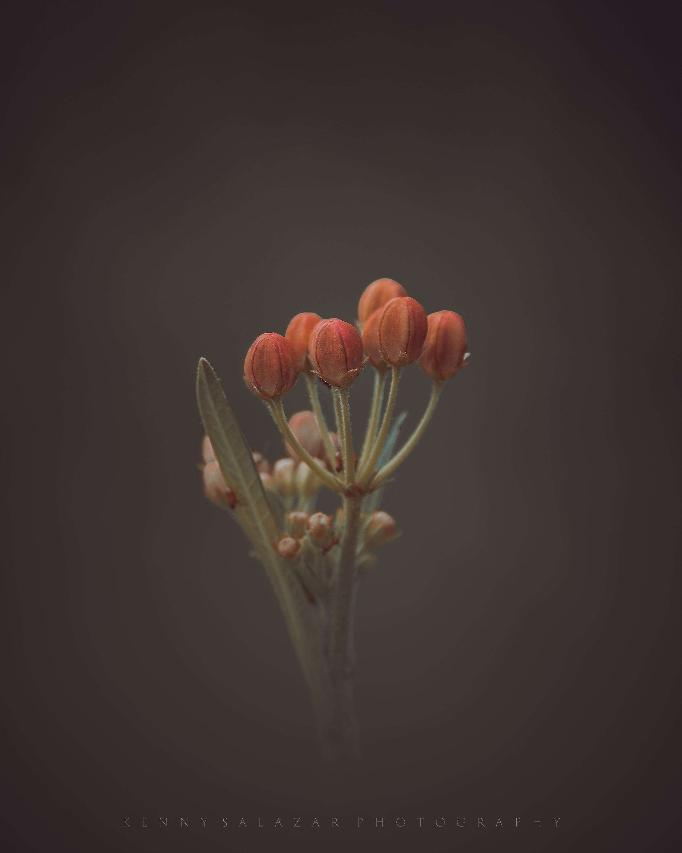 About to Bloom