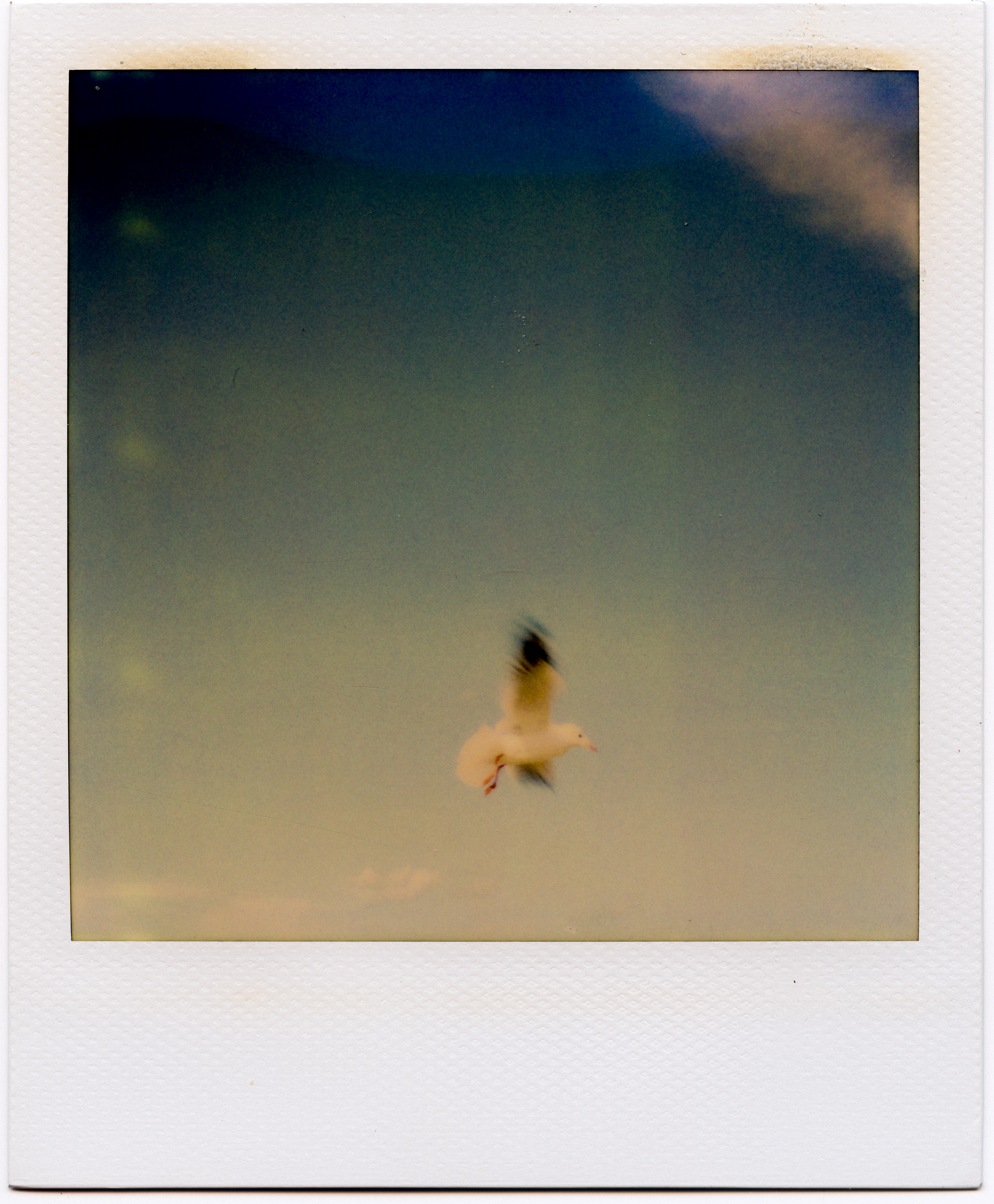 Gull