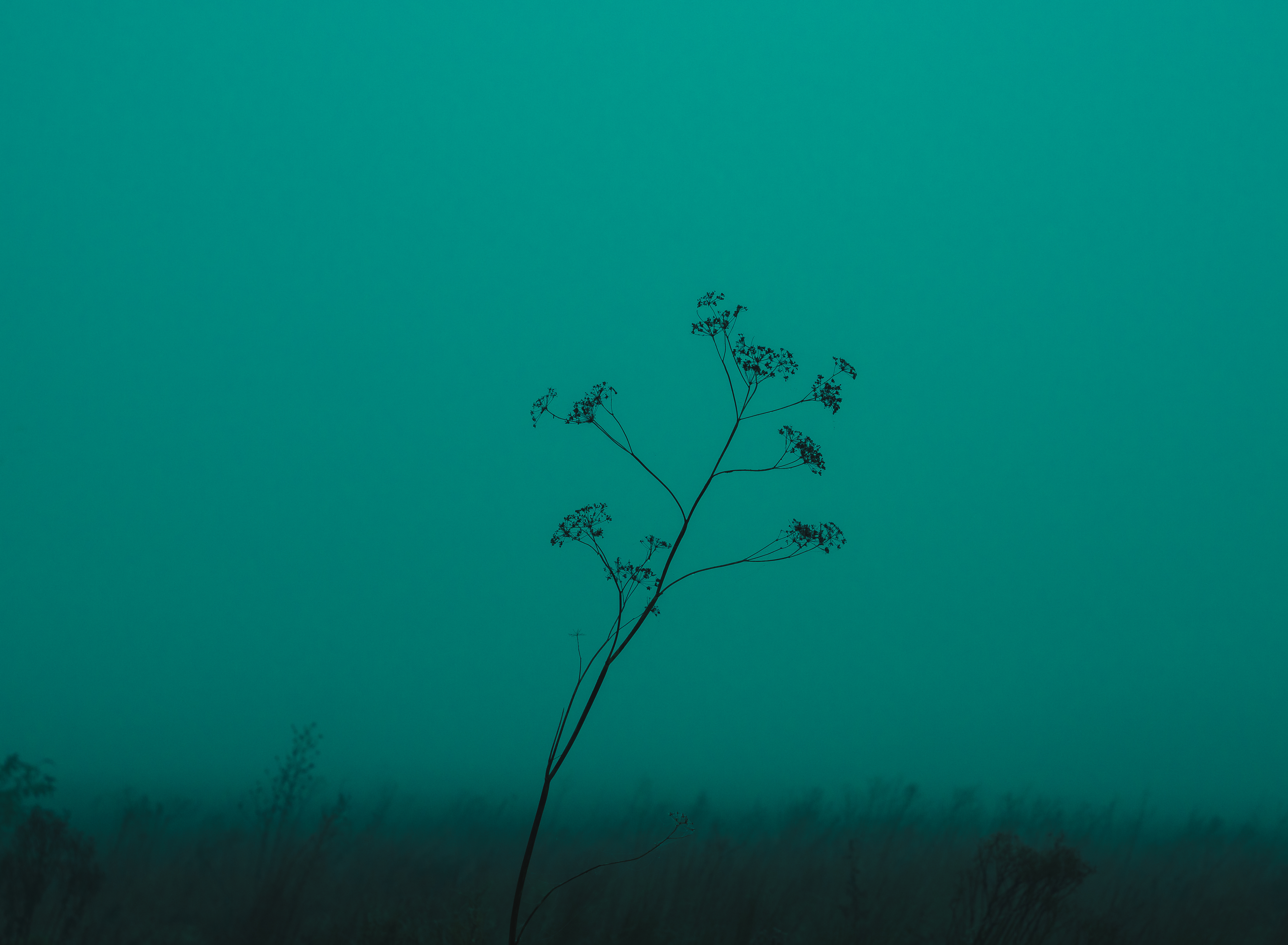 wild nature