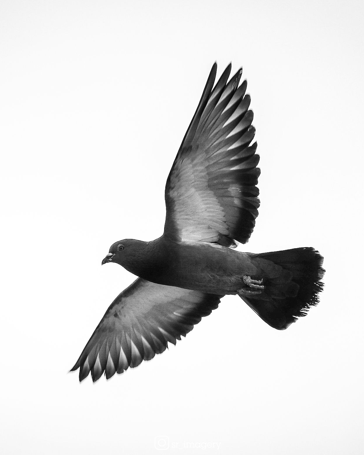 Freedom of Flight