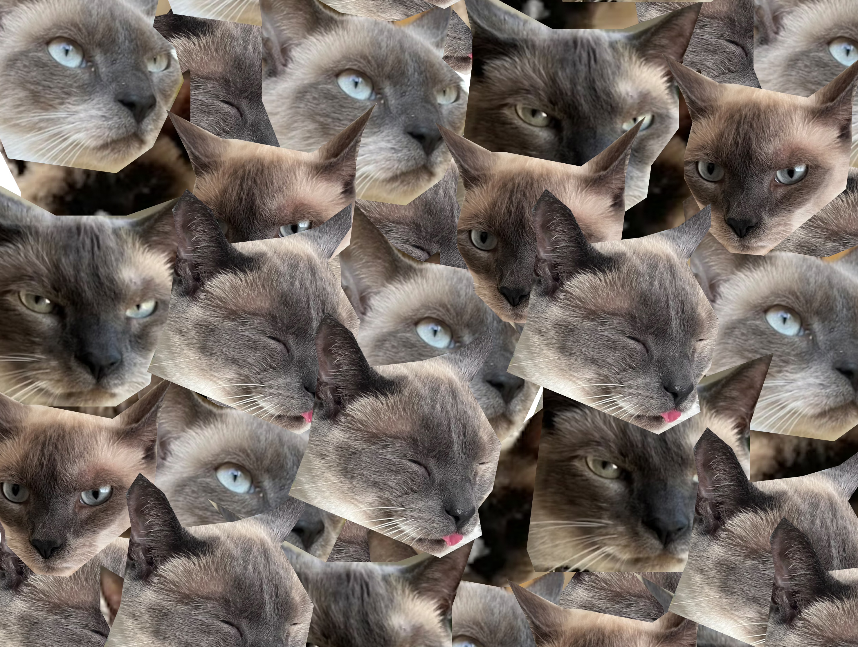 copycat 2