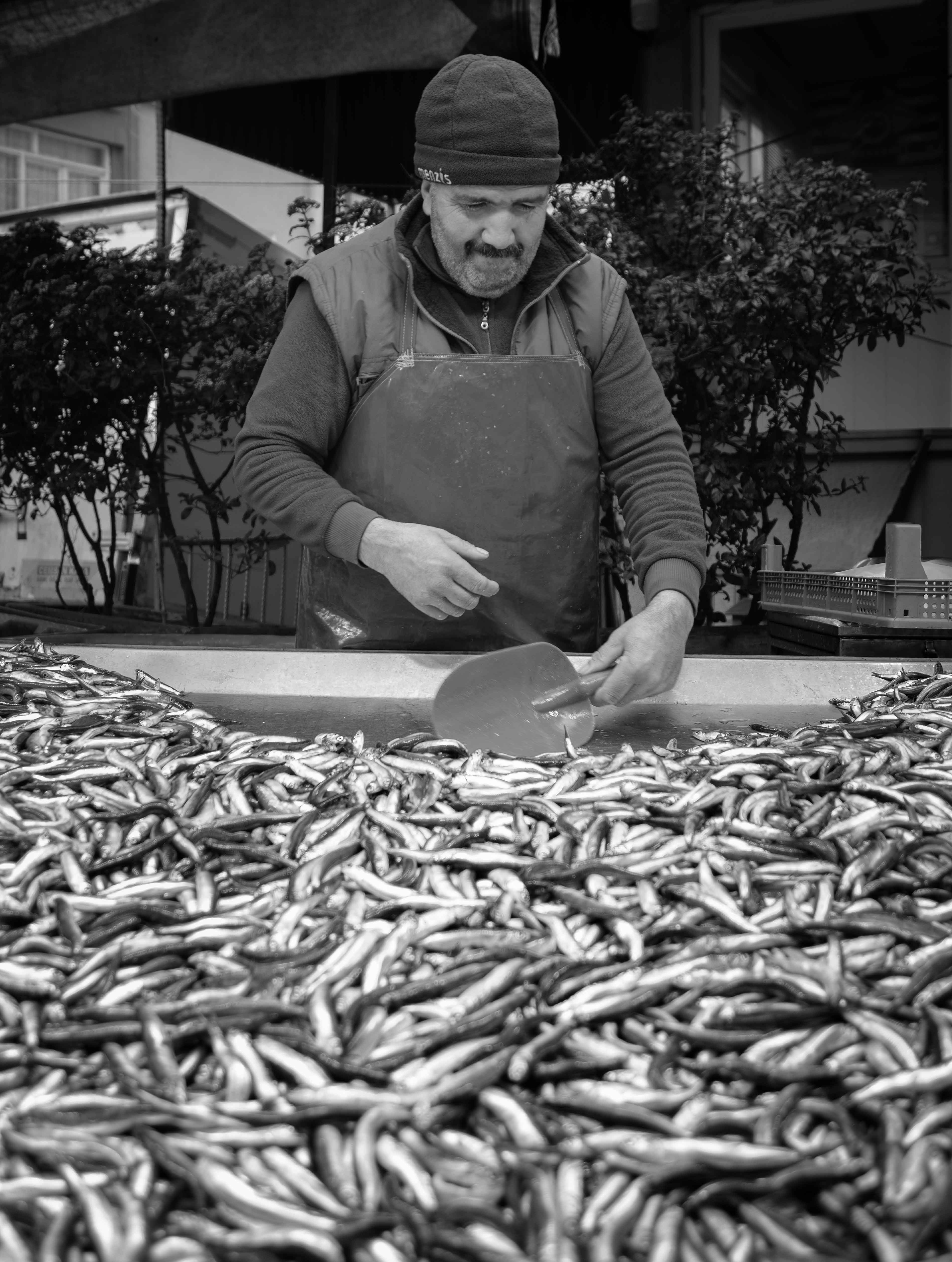 Fish Seller #22