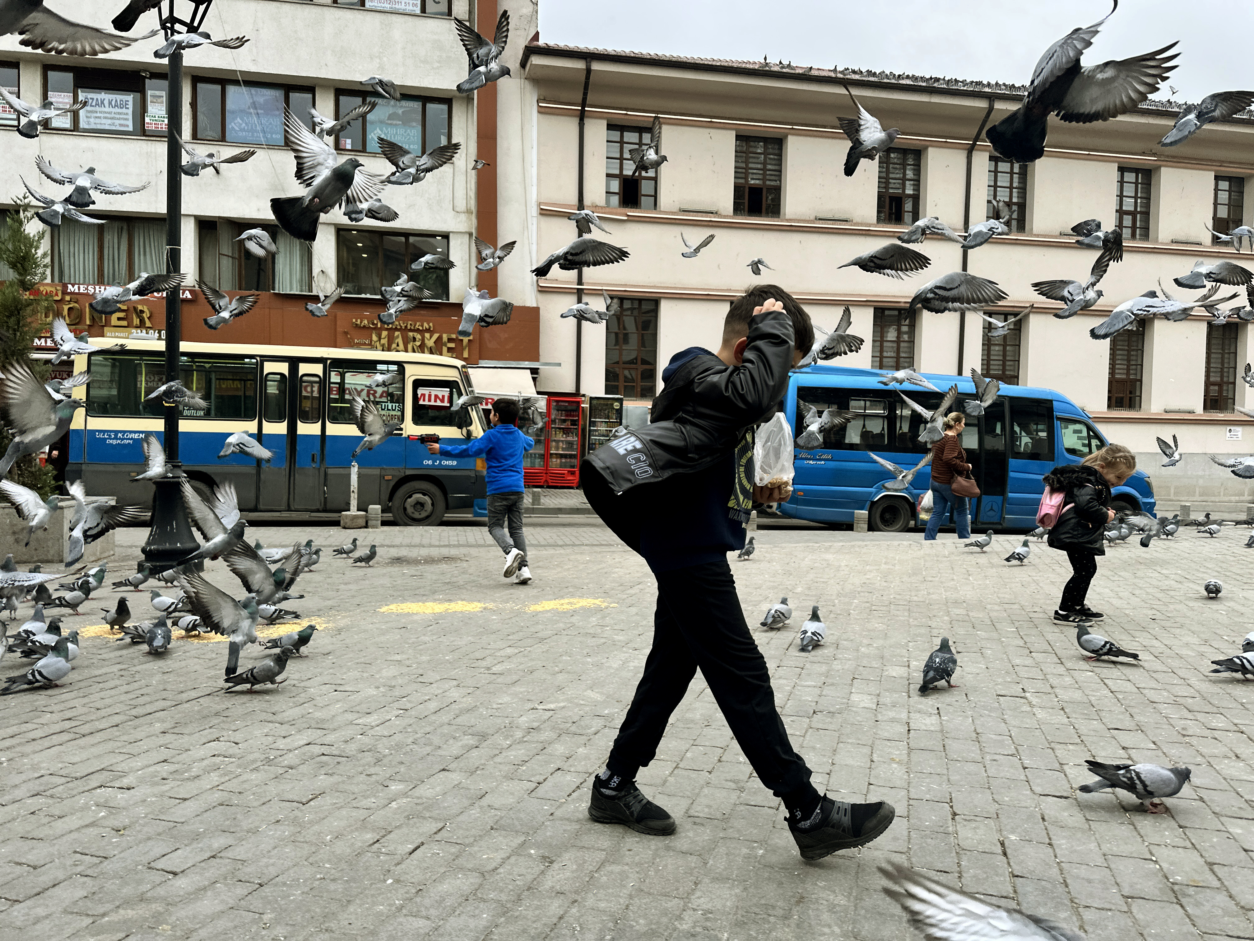 Pigeons #3