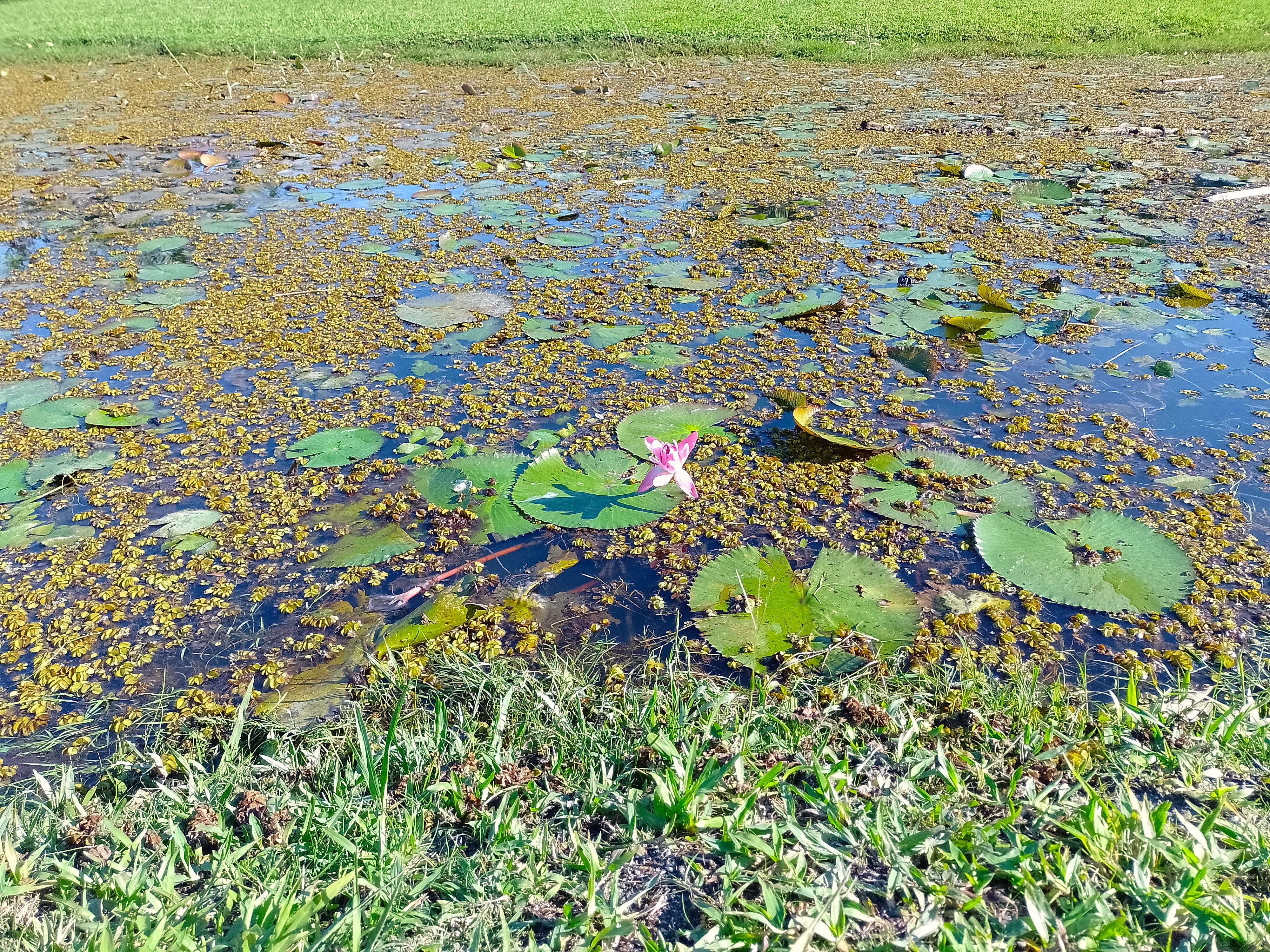 The flower at the lake