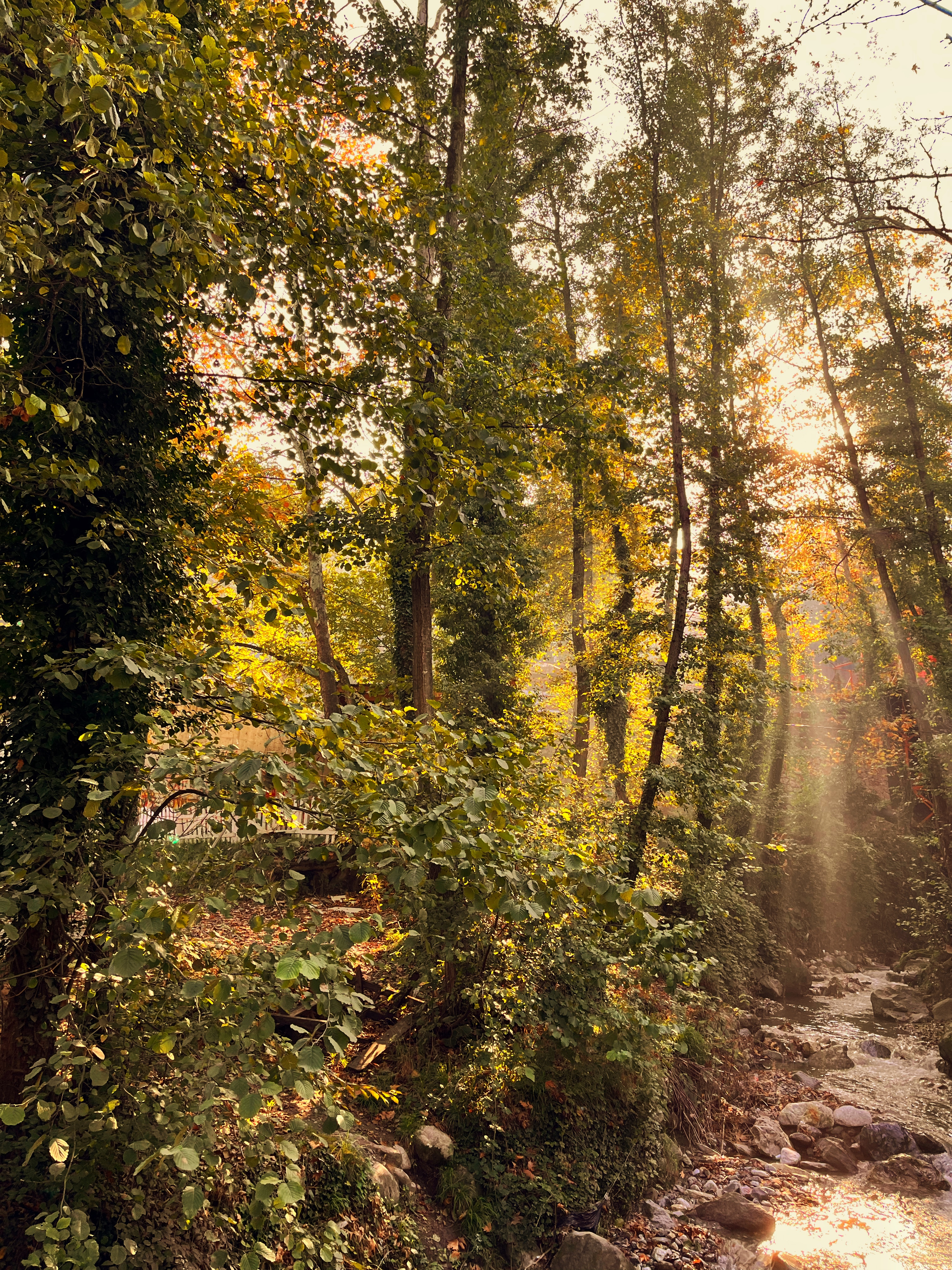 Whispers of Light in the Forest
