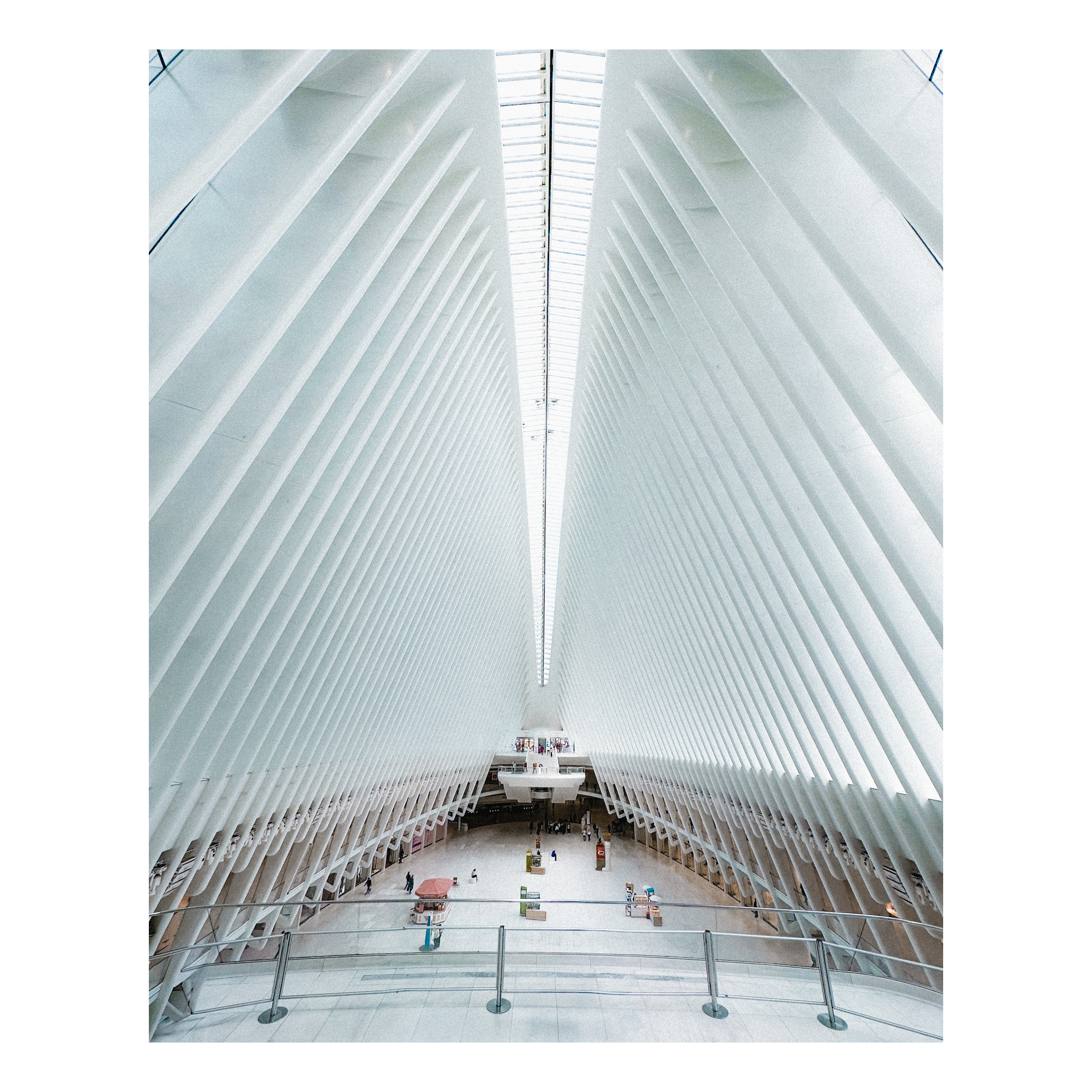 oculus
