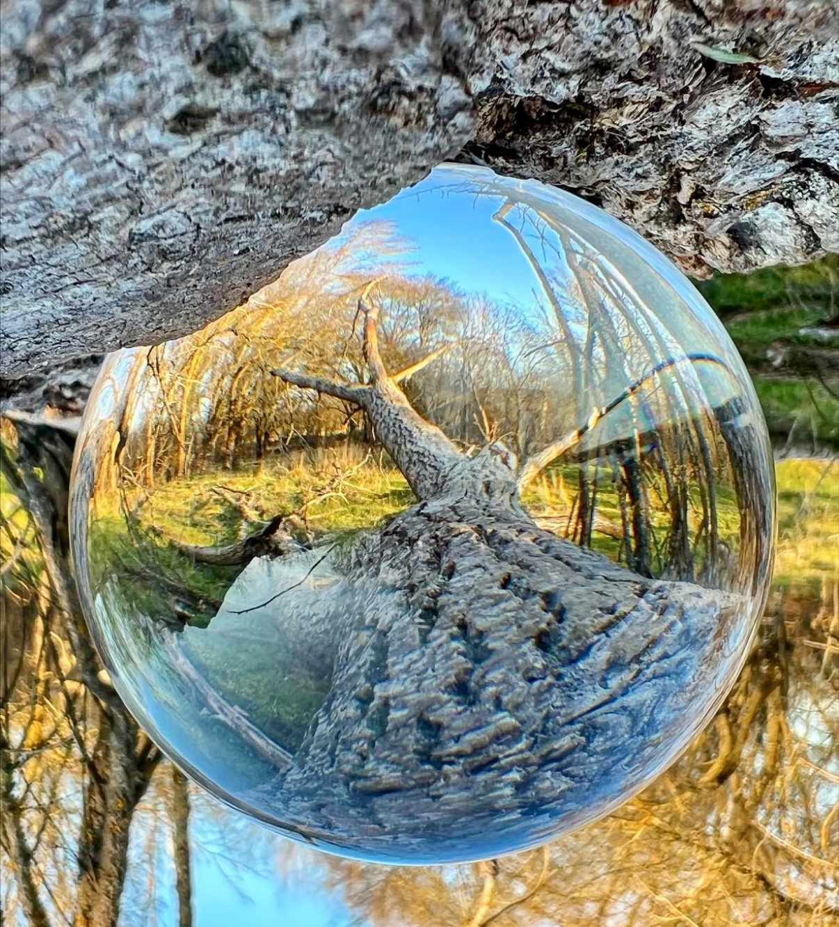 Reflections in Nature’s Sphere