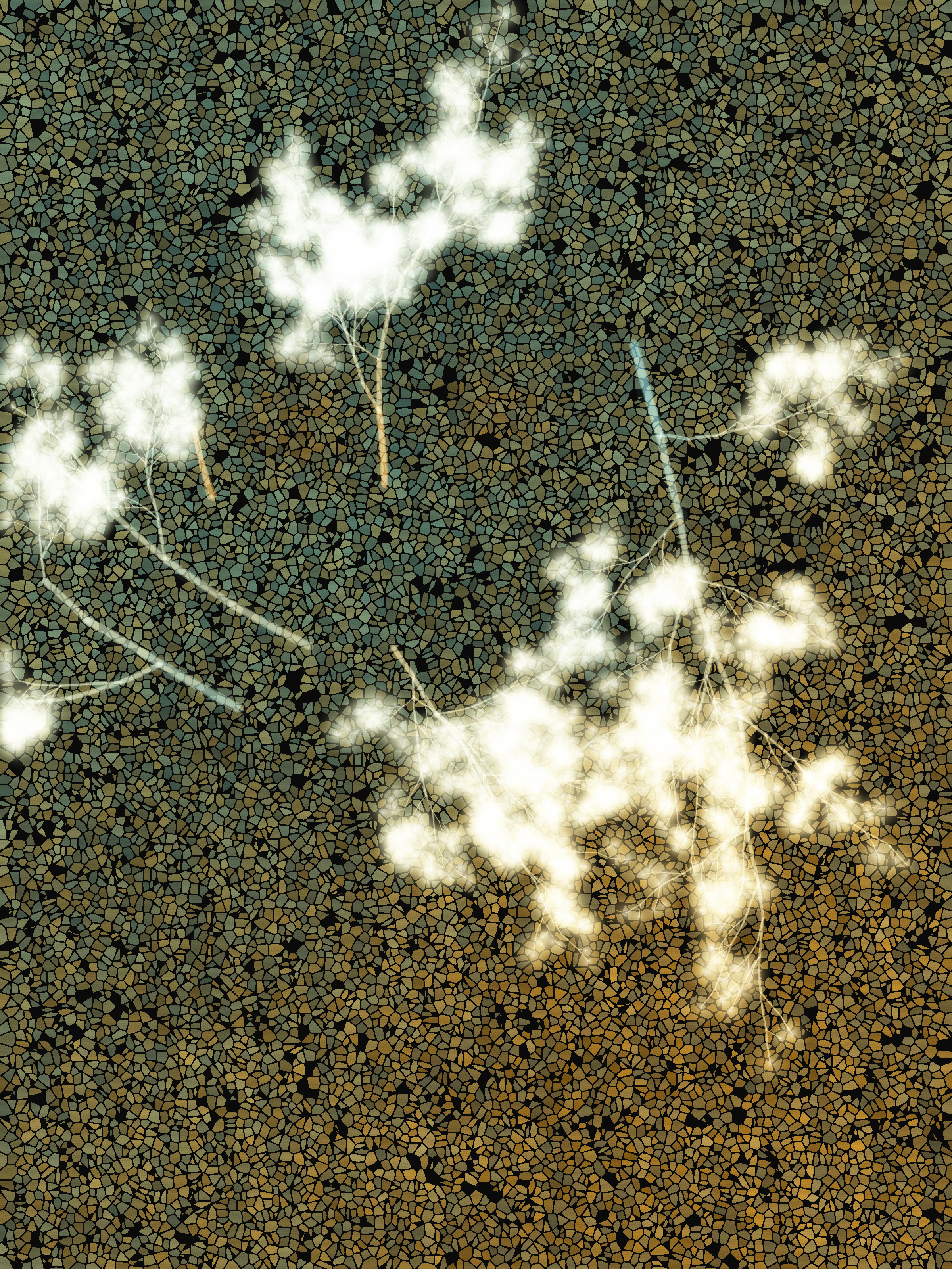 What Algorithms Want: Radial #50