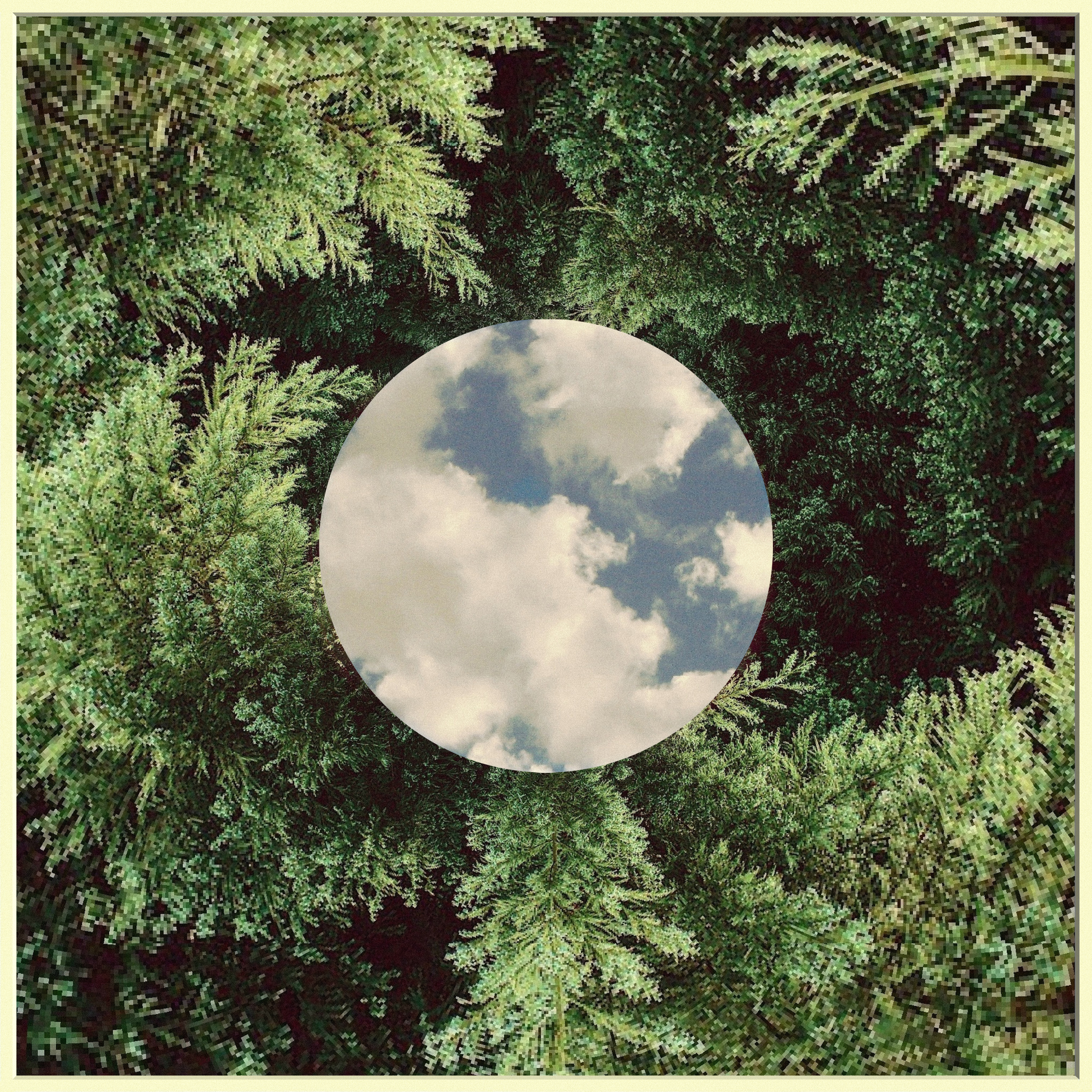 Digital Forest