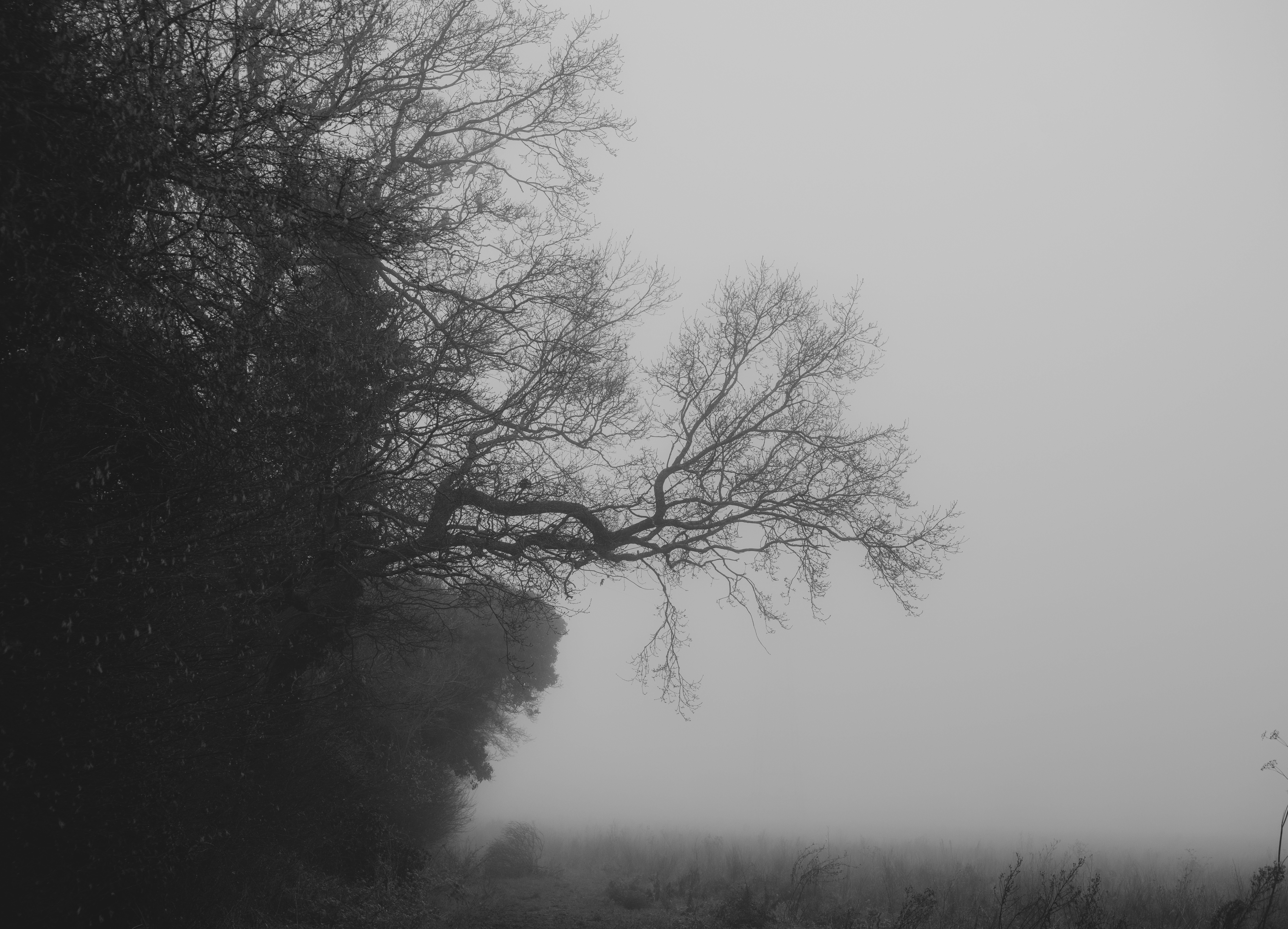 A foggy embrace